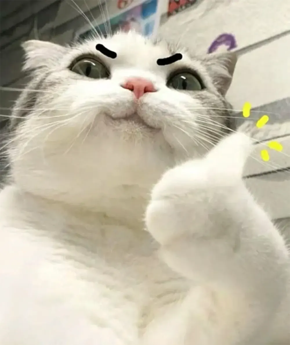 anh meo bua 4