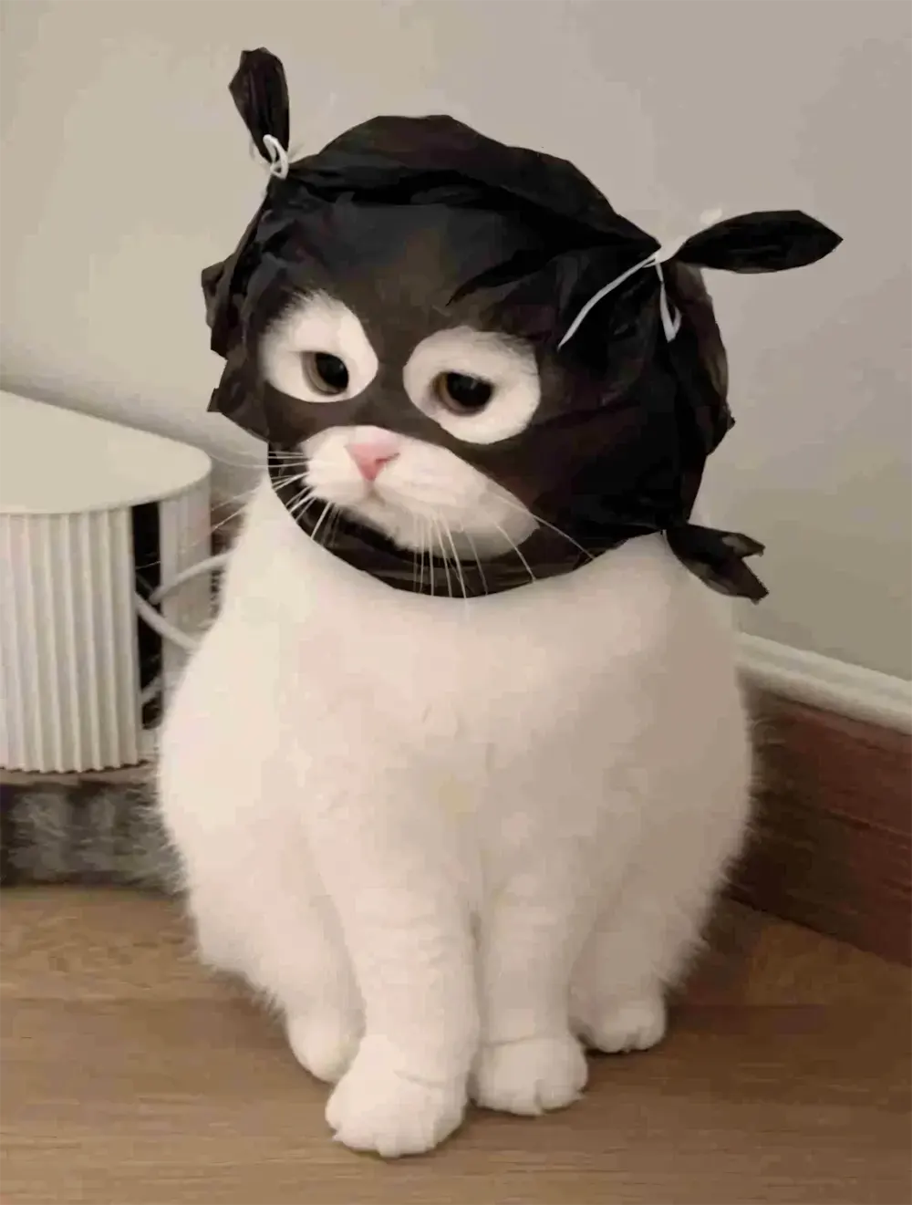 anh meo bua 9
