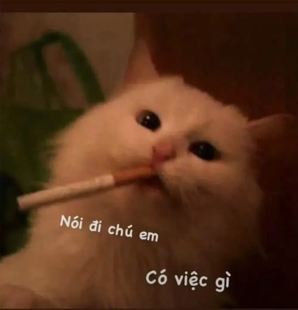 anh meo cute 10