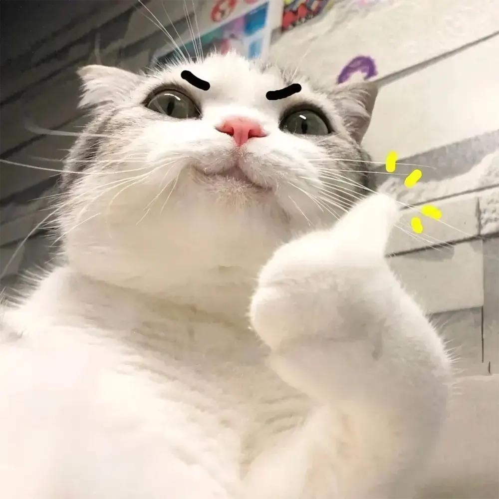 anh meo cute 12