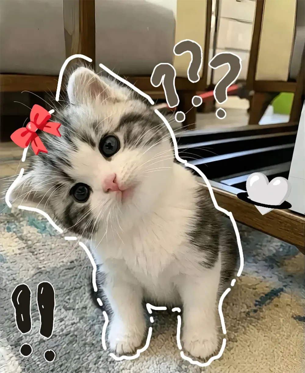 anh meo cute 13