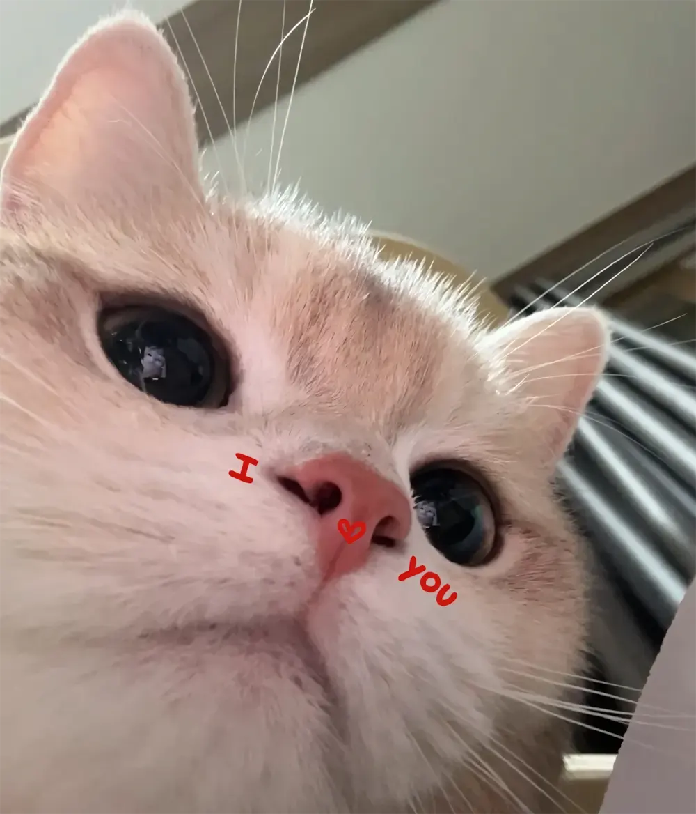 anh meo cute 17