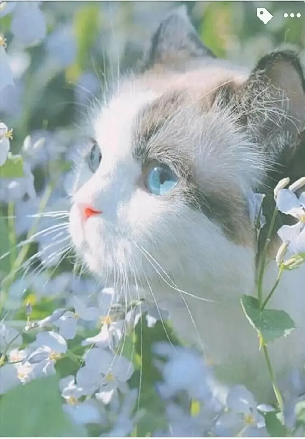 anh meo cute 18