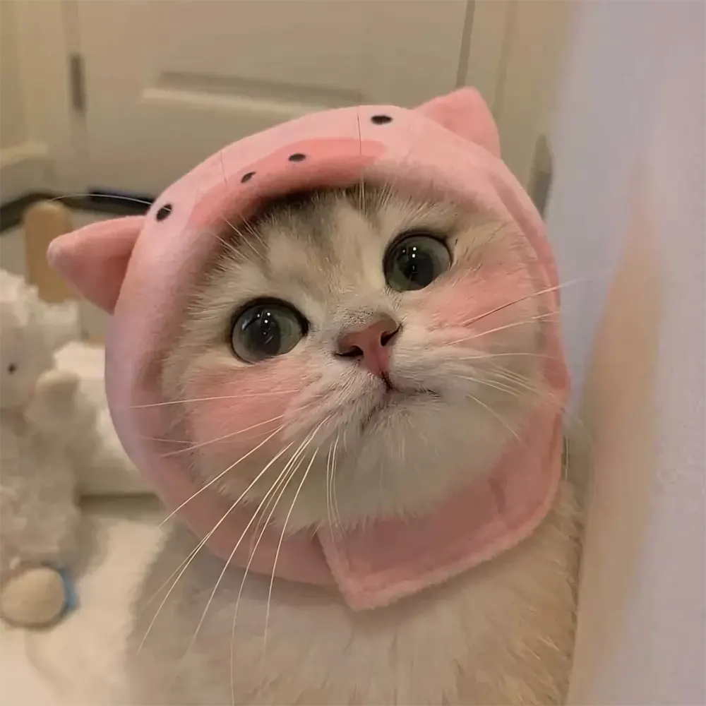 anh meo cute 20