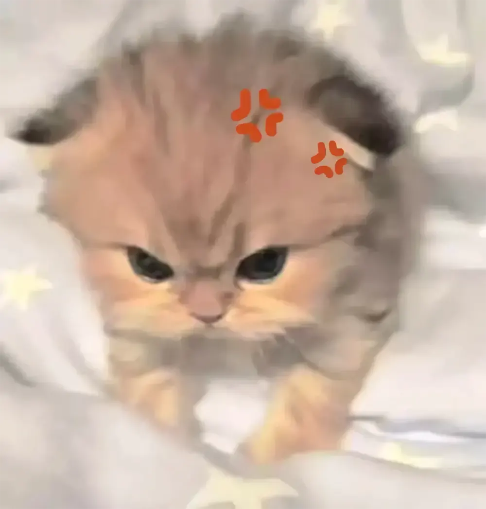 anh meo cute 5