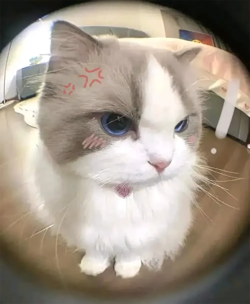 anh meo cute 7