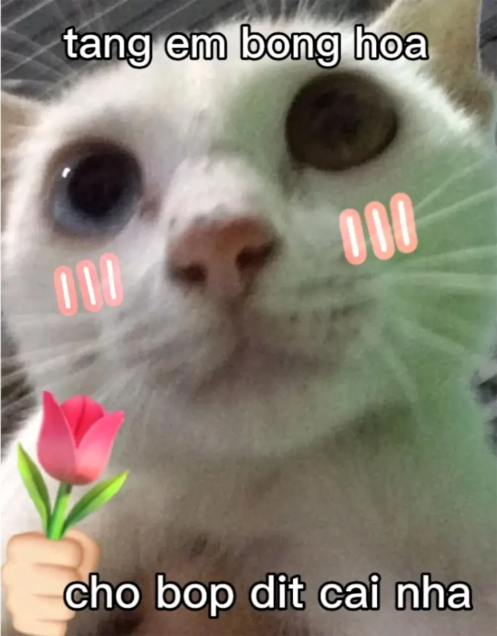 anh meo cute 8