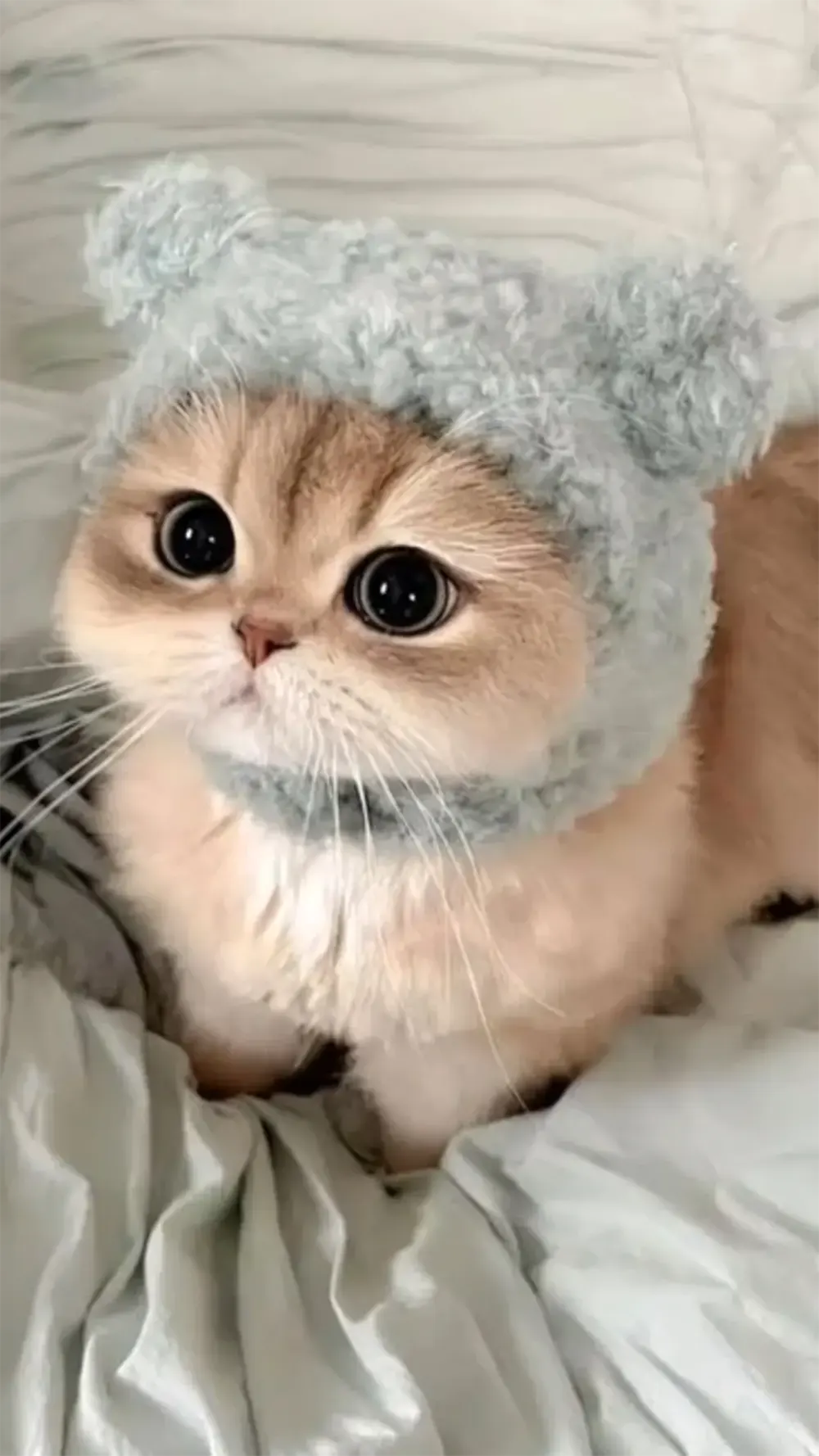 anh meo cute 9