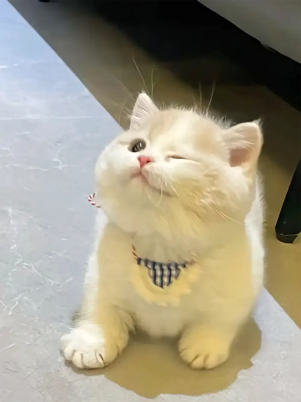 anh meo cute hoat hinh 1