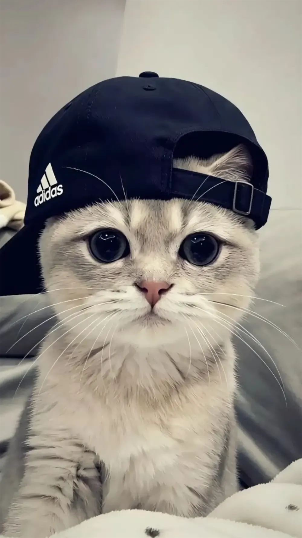 anh meo cute hoat hinh 10