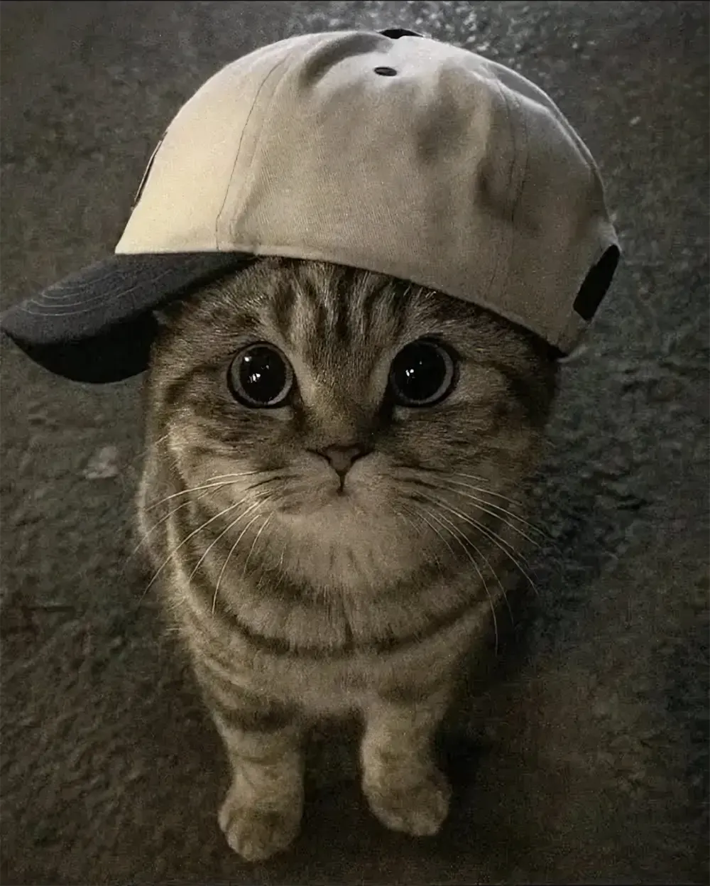 anh meo cute hoat hinh 11
