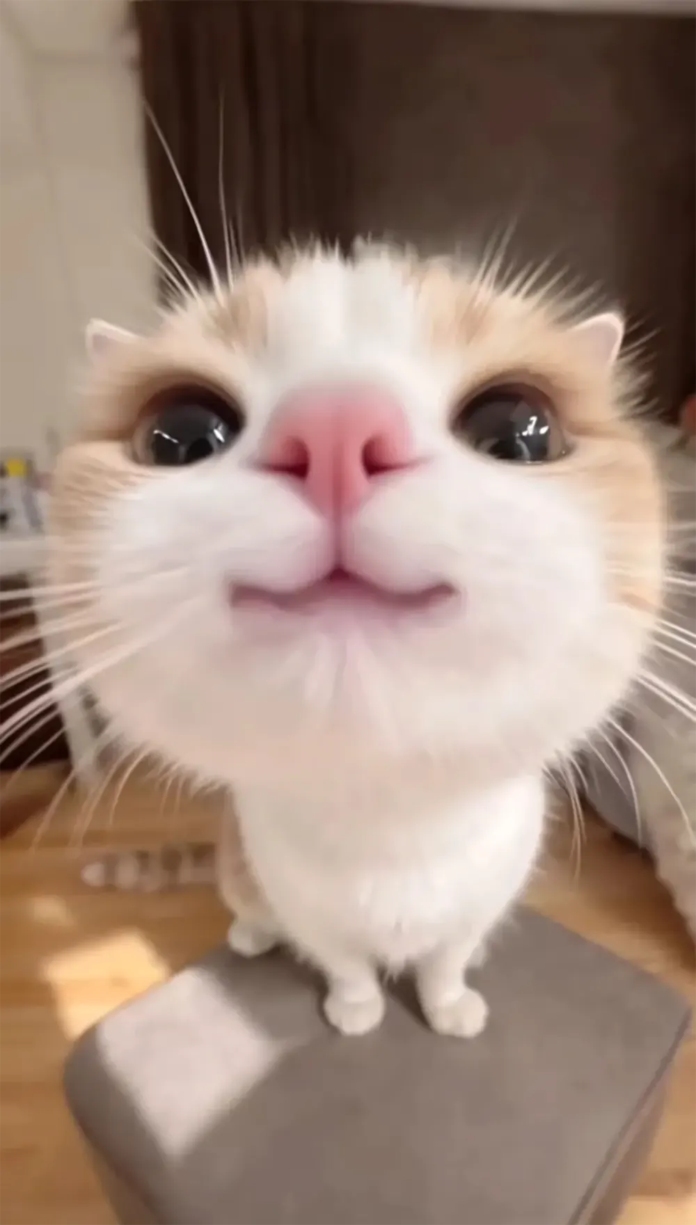 anh meo cute hoat hinh 13