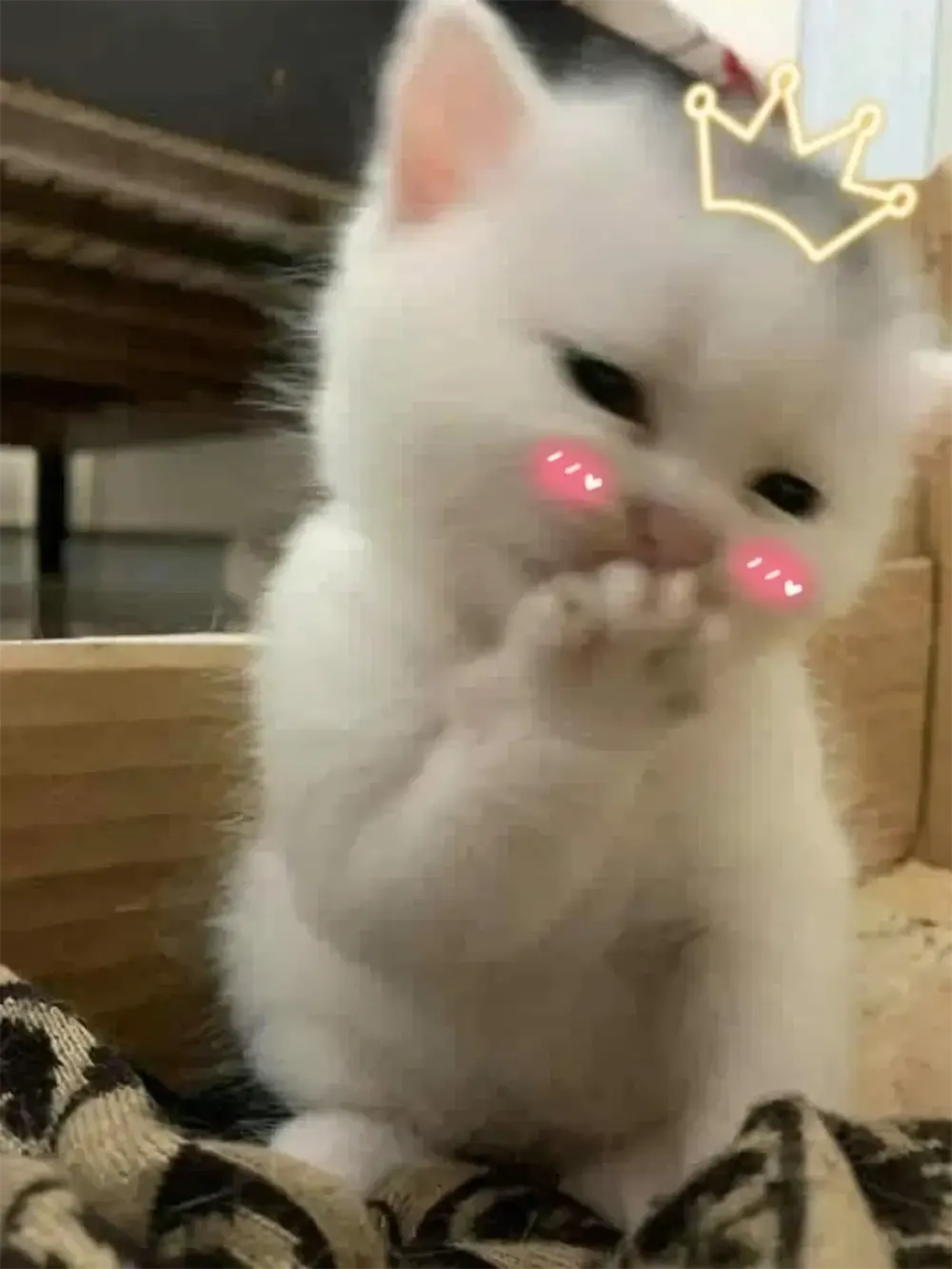 anh meo cute hoat hinh 15