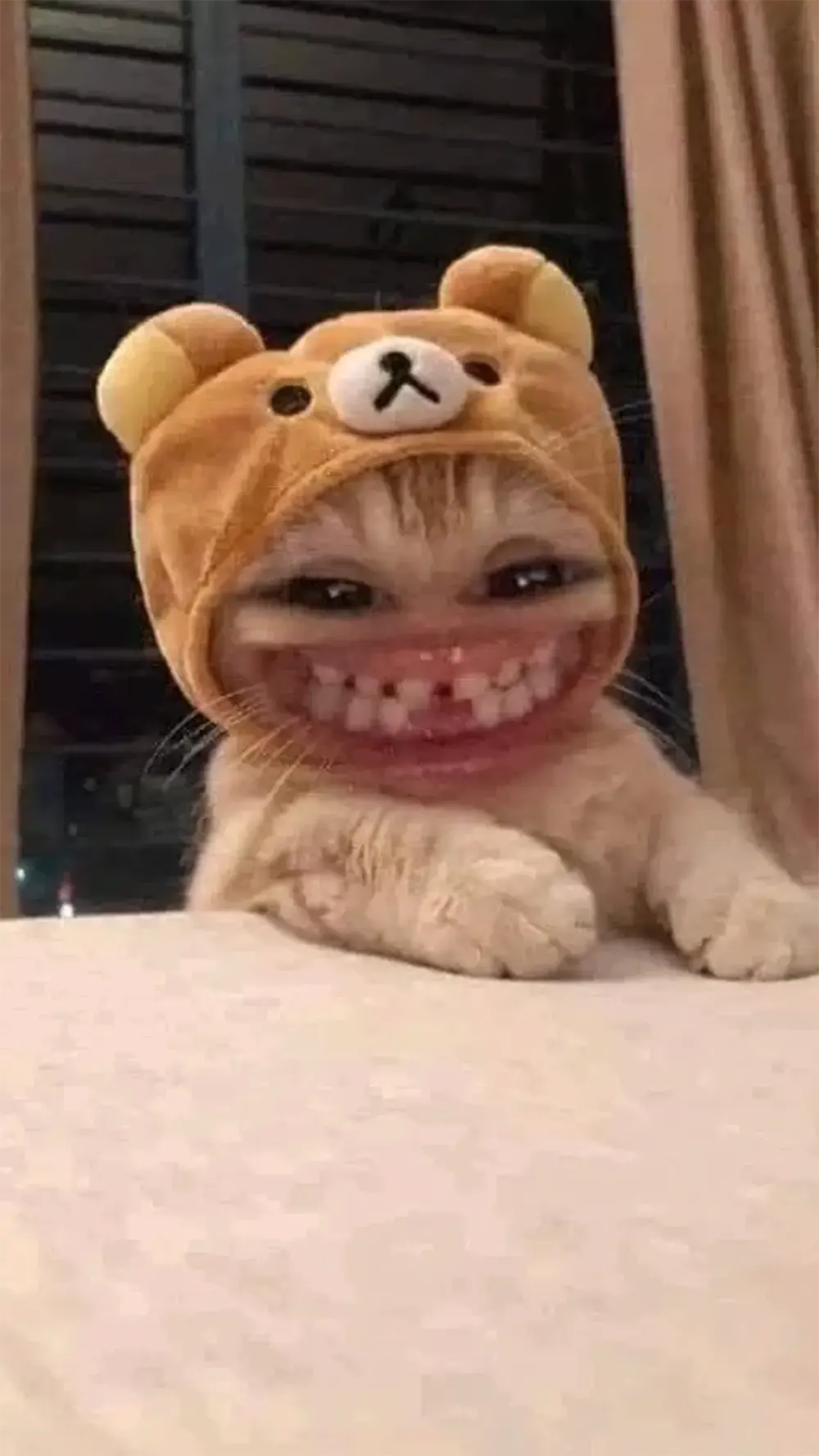 anh meo cute hoat hinh 16