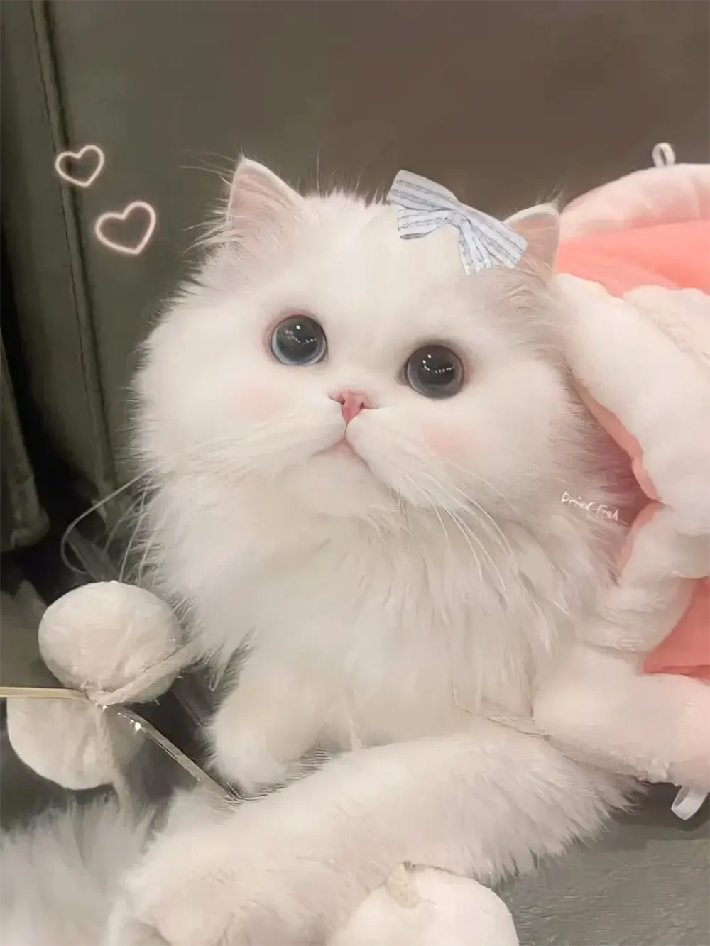 anh meo cute hoat hinh 19