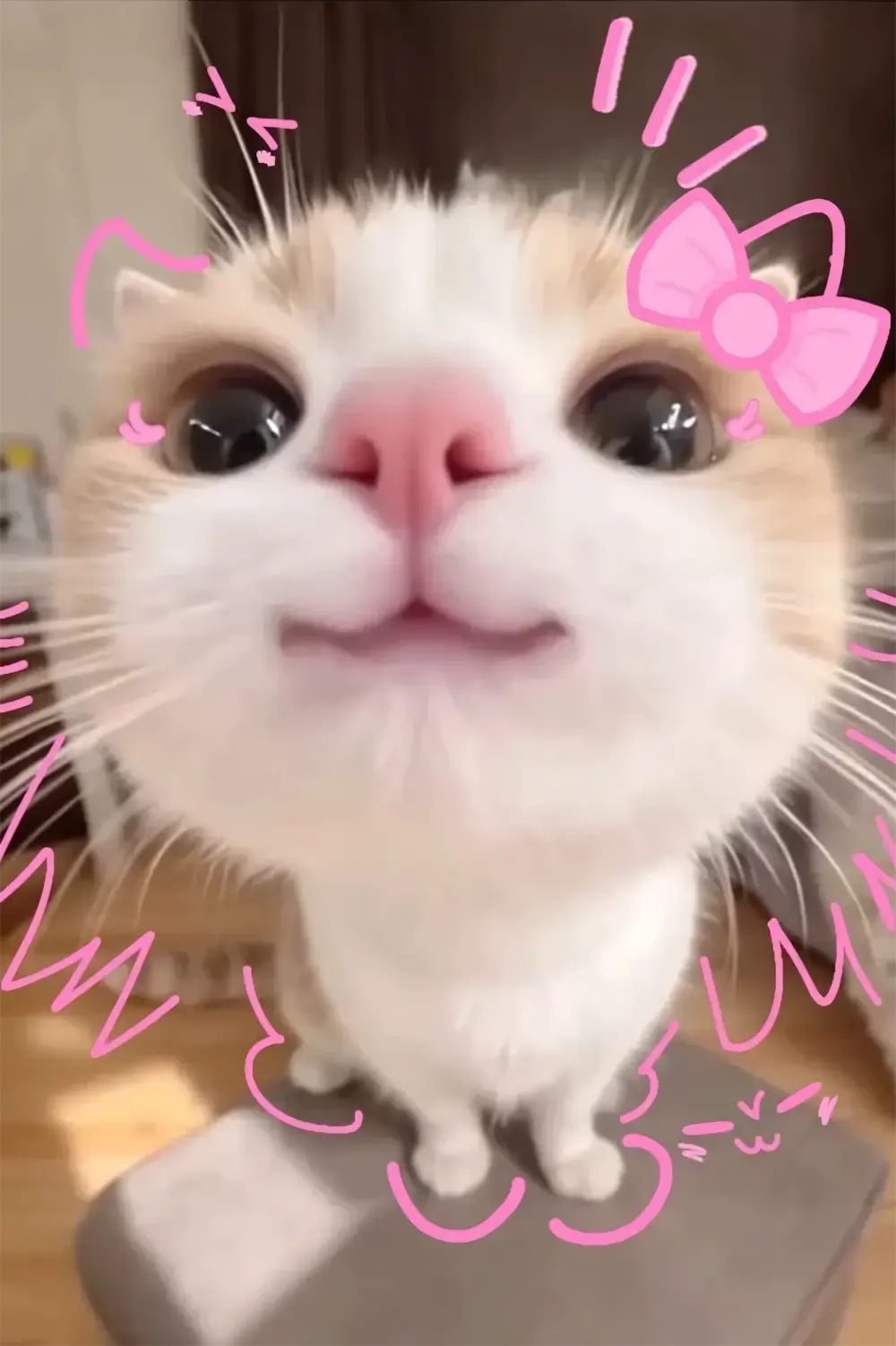 anh meo cute hoat hinh 2