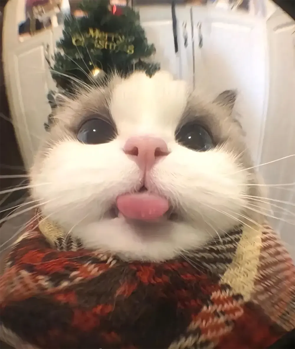 anh meo cute hoat hinh 6