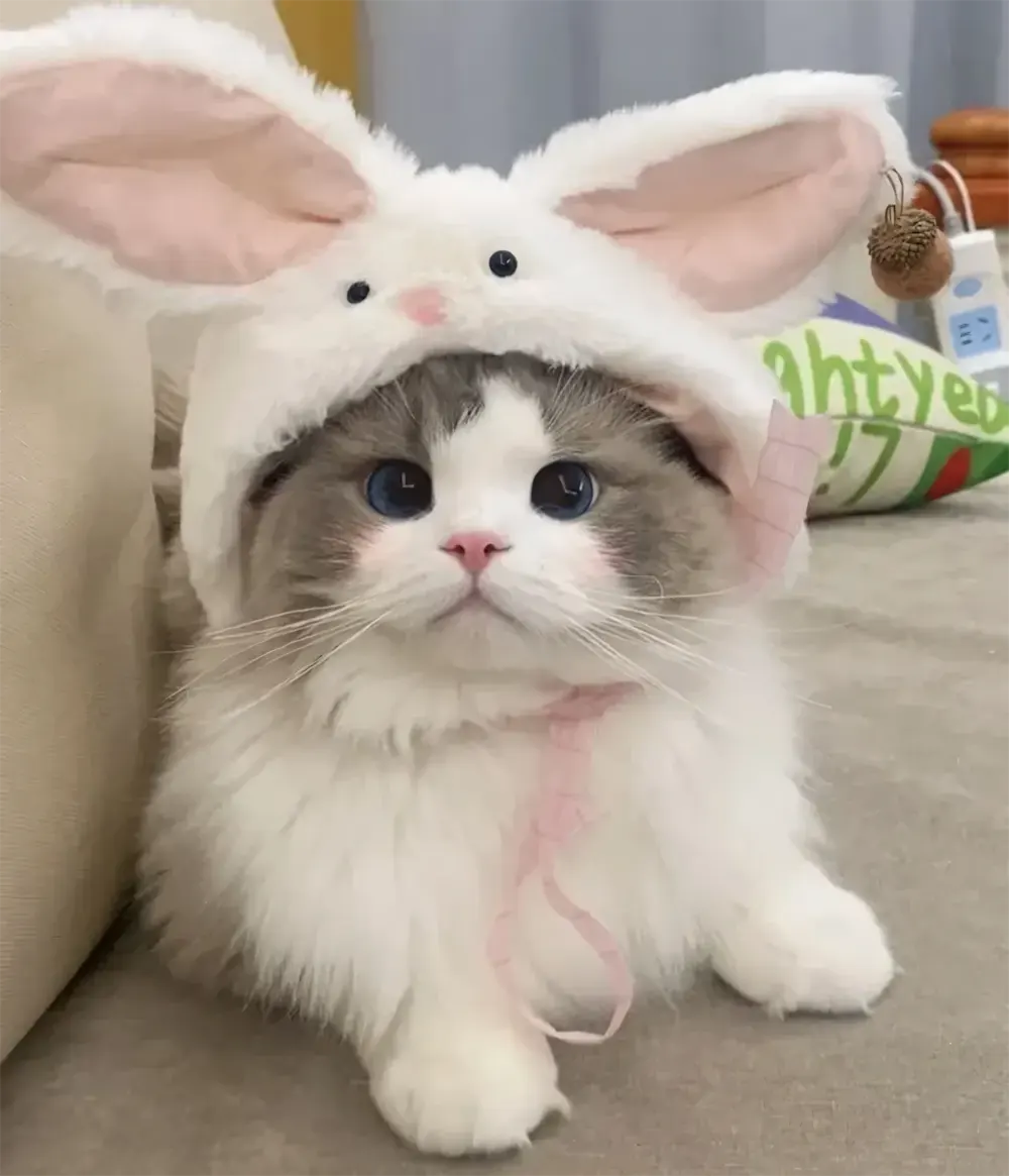 anh meo cute hoat hinh 8