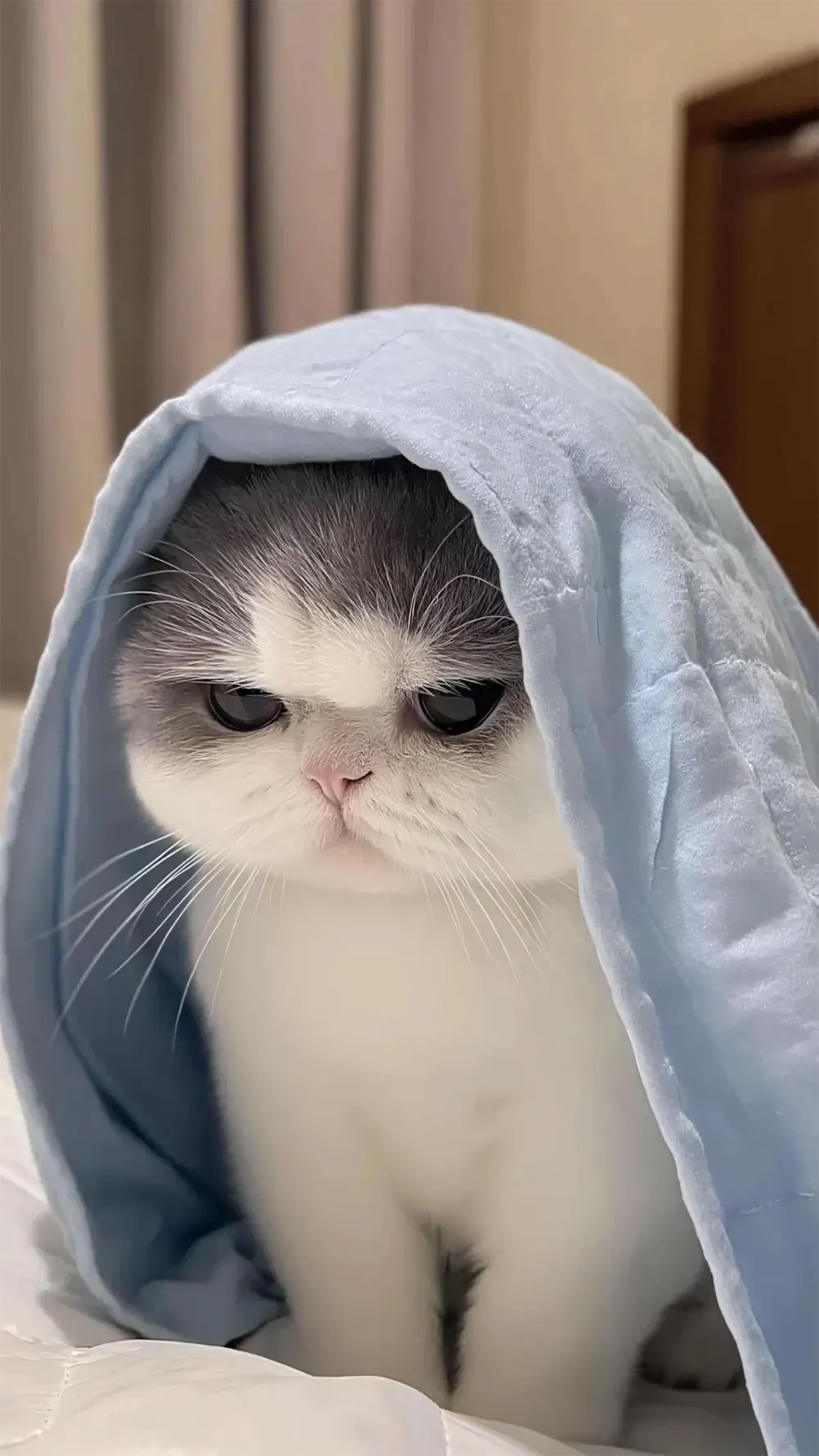 anh meo cute hoat hinh 9