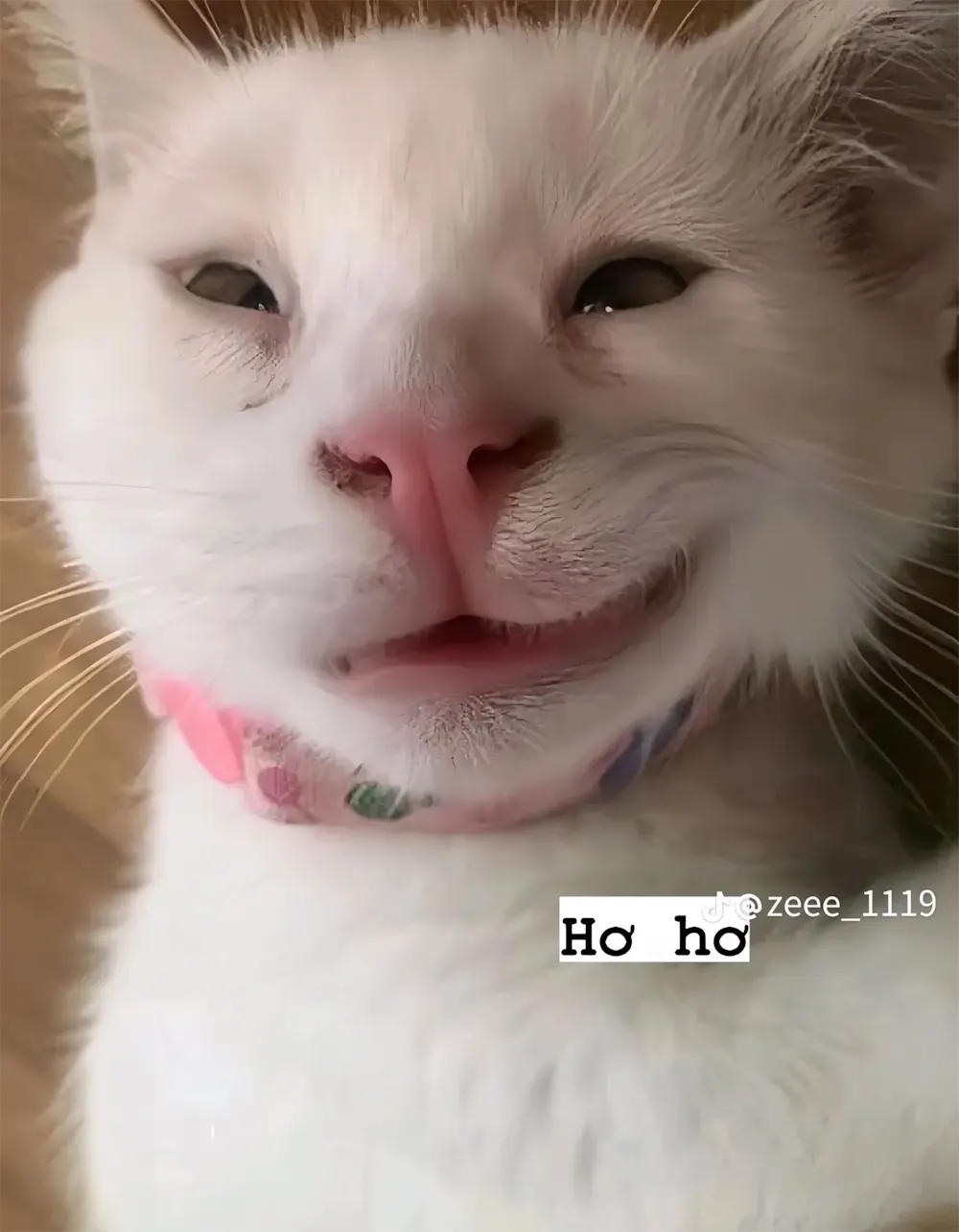 anh meo meme 11