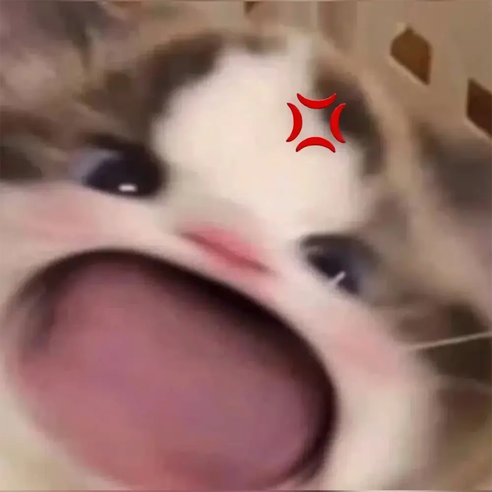 anh meo meme 13