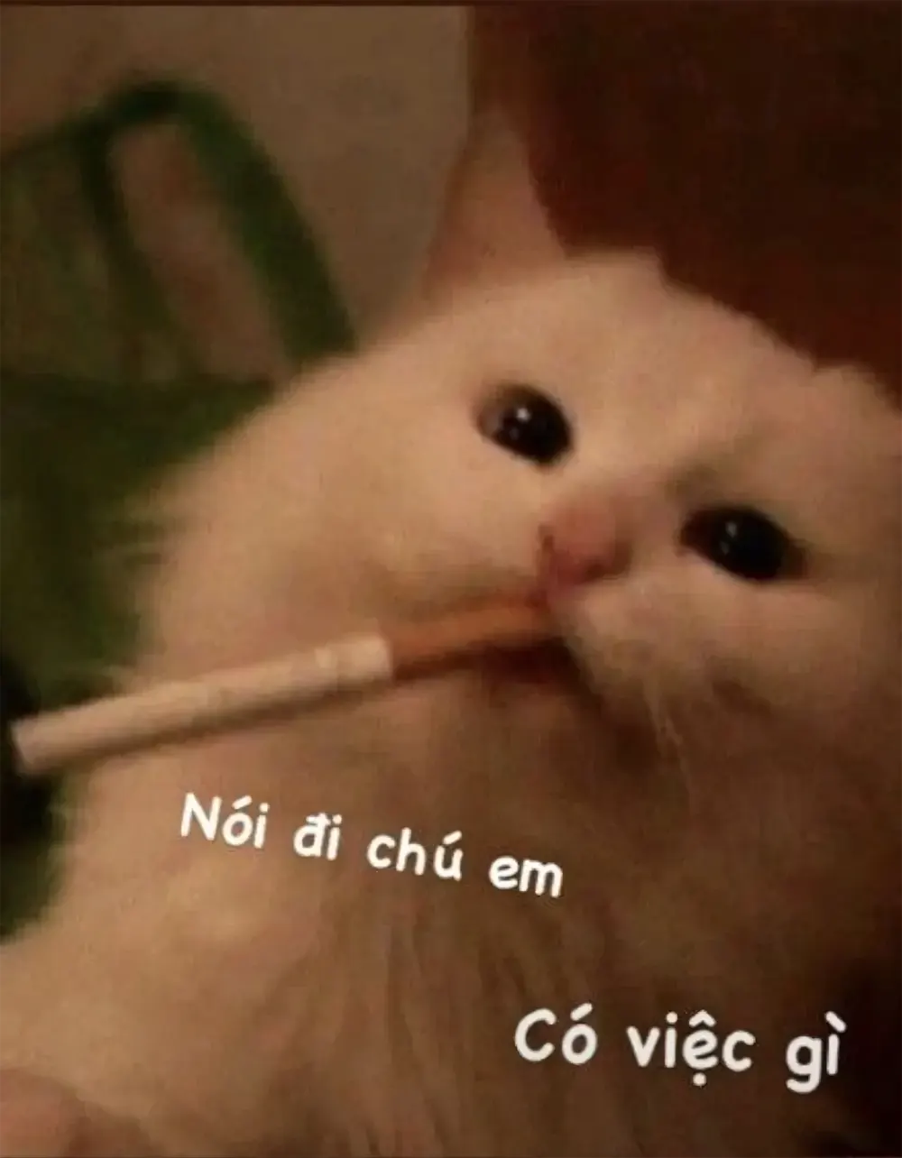 anh meo meme 17