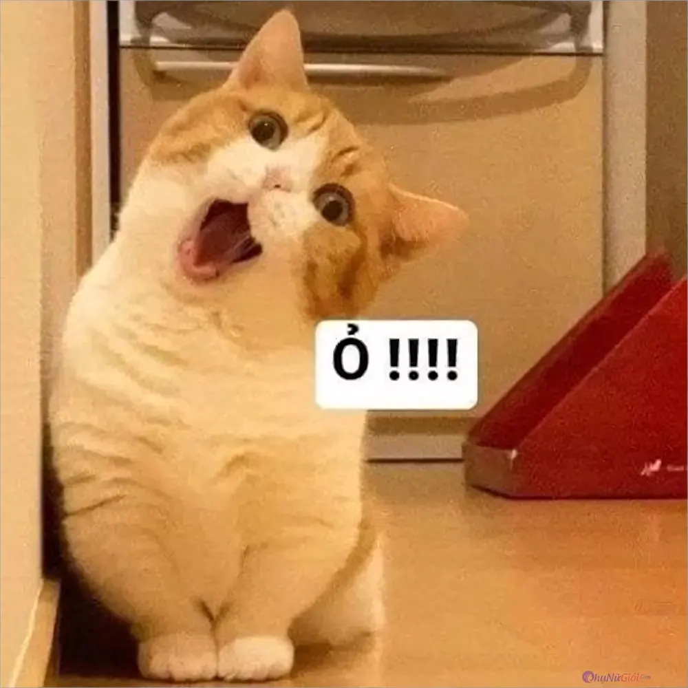 anh meo meme 3