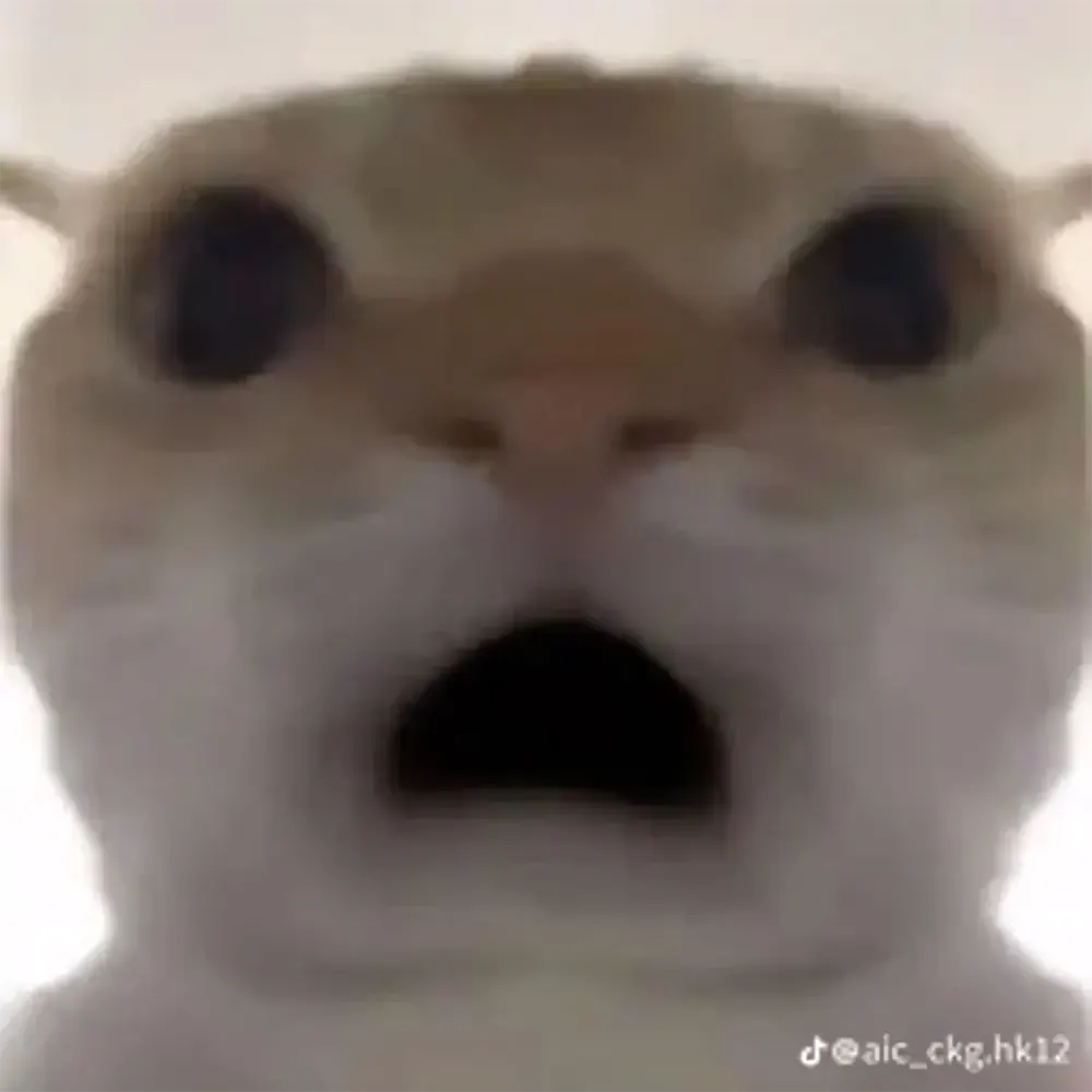 anh meo meme 8