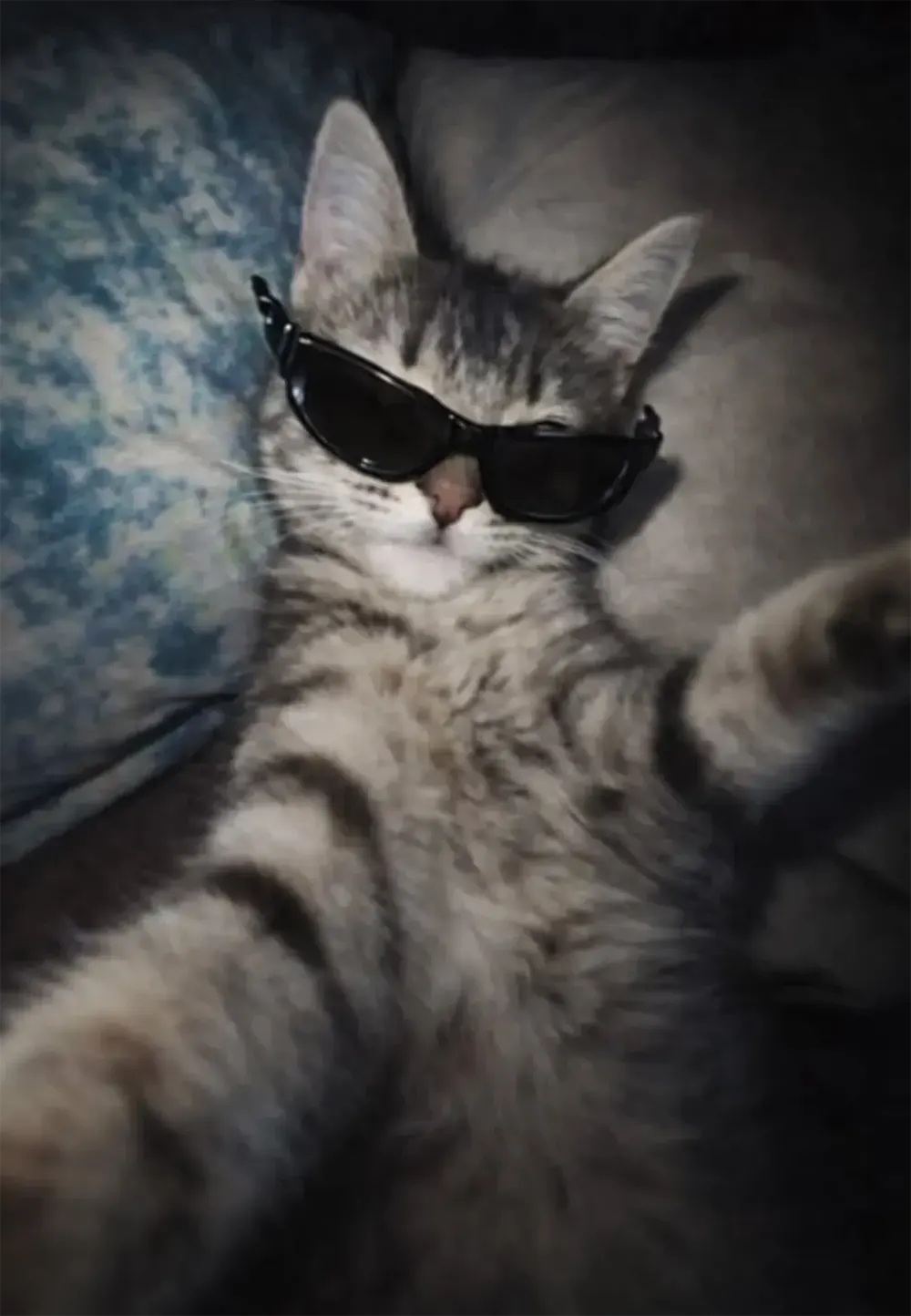 avatar anh meo cute 1