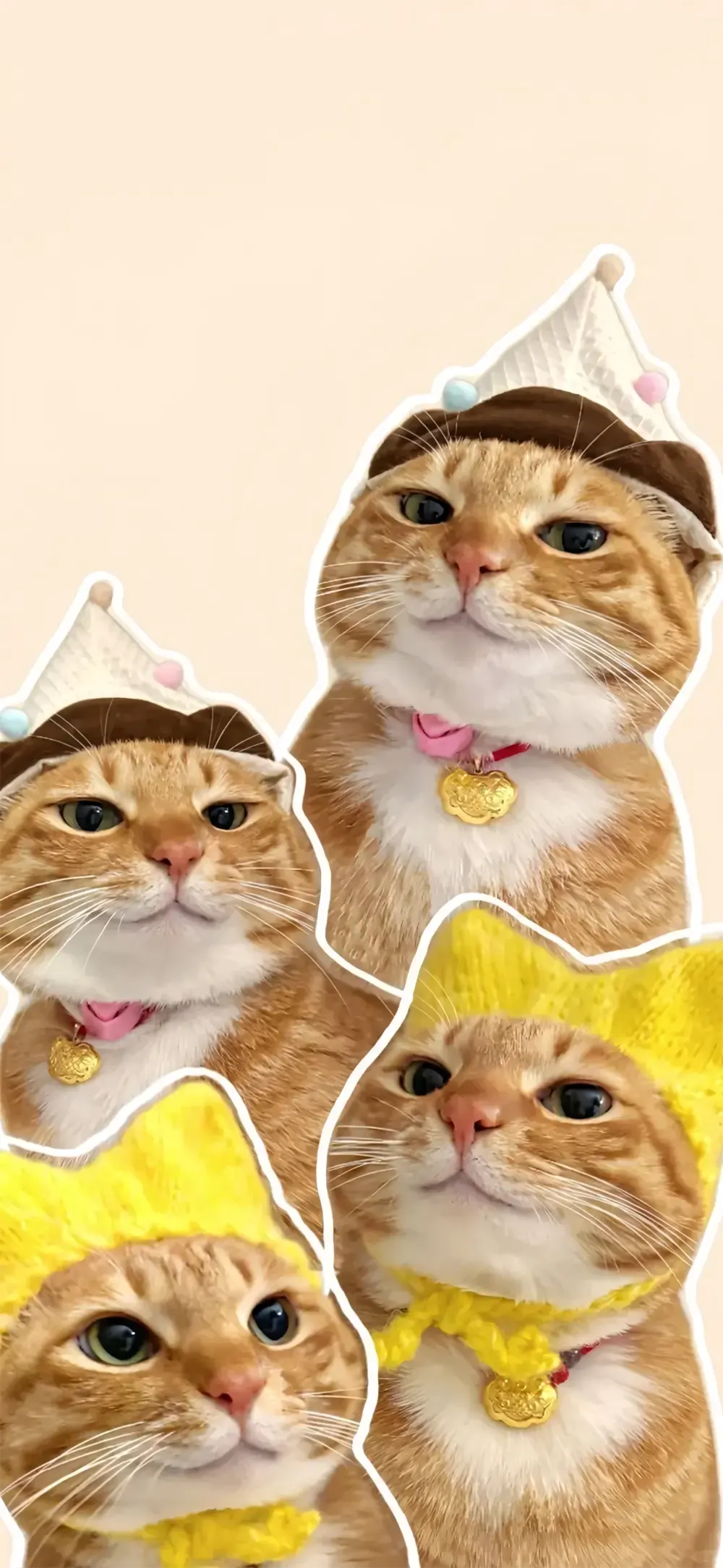 avatar anh meo cute 10