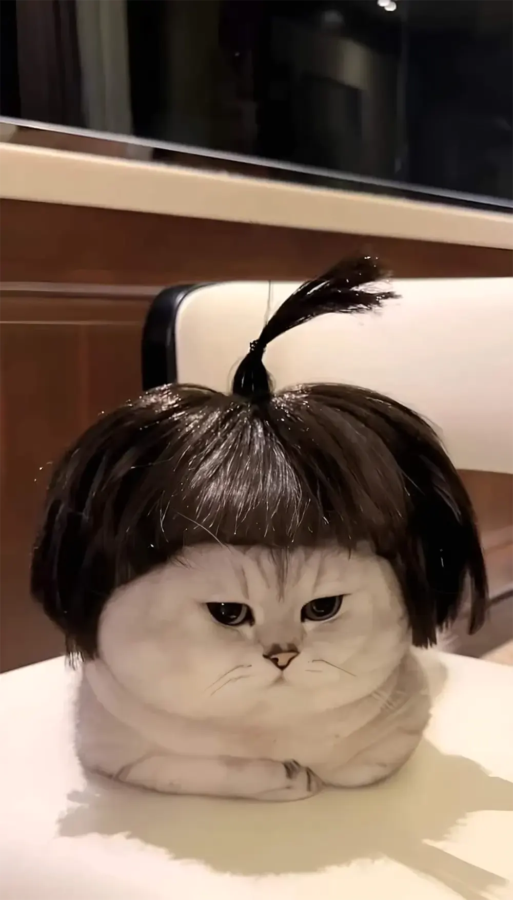 avatar anh meo cute 2