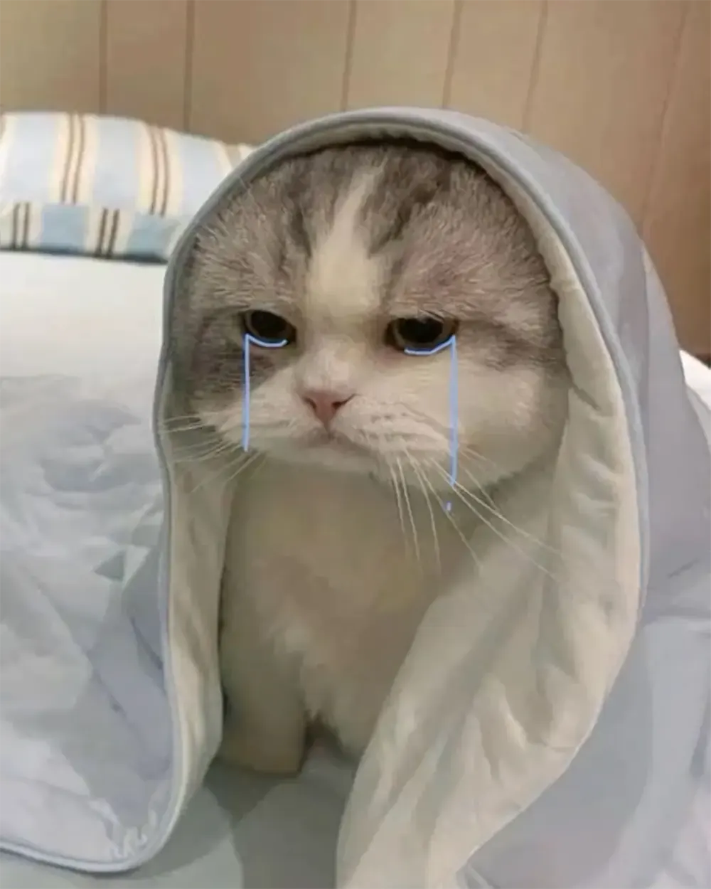 avatar anh meo cute 6