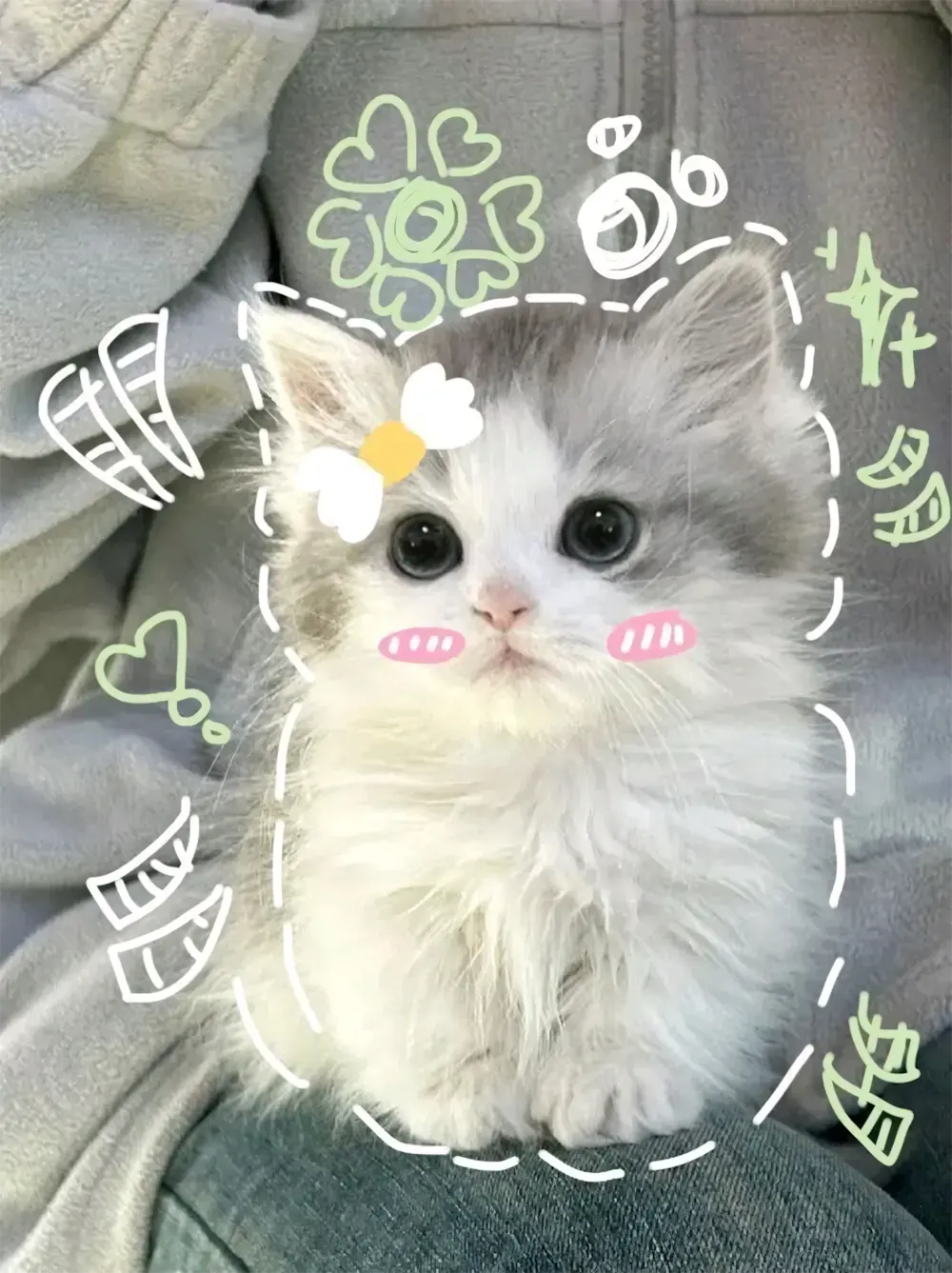 avatar anh meo cute 8