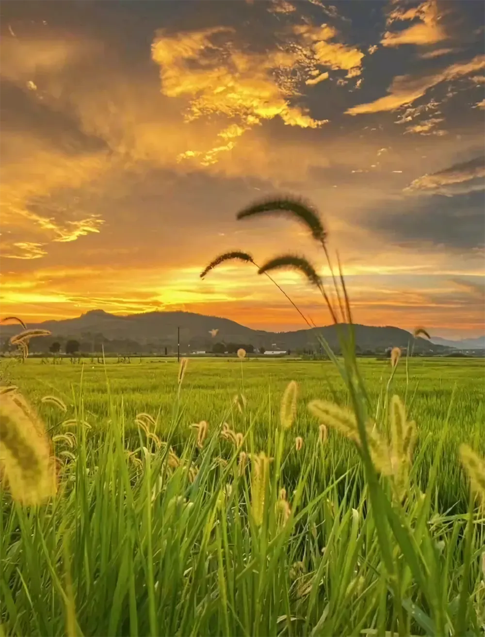 hinh anh binh minh sang som 10