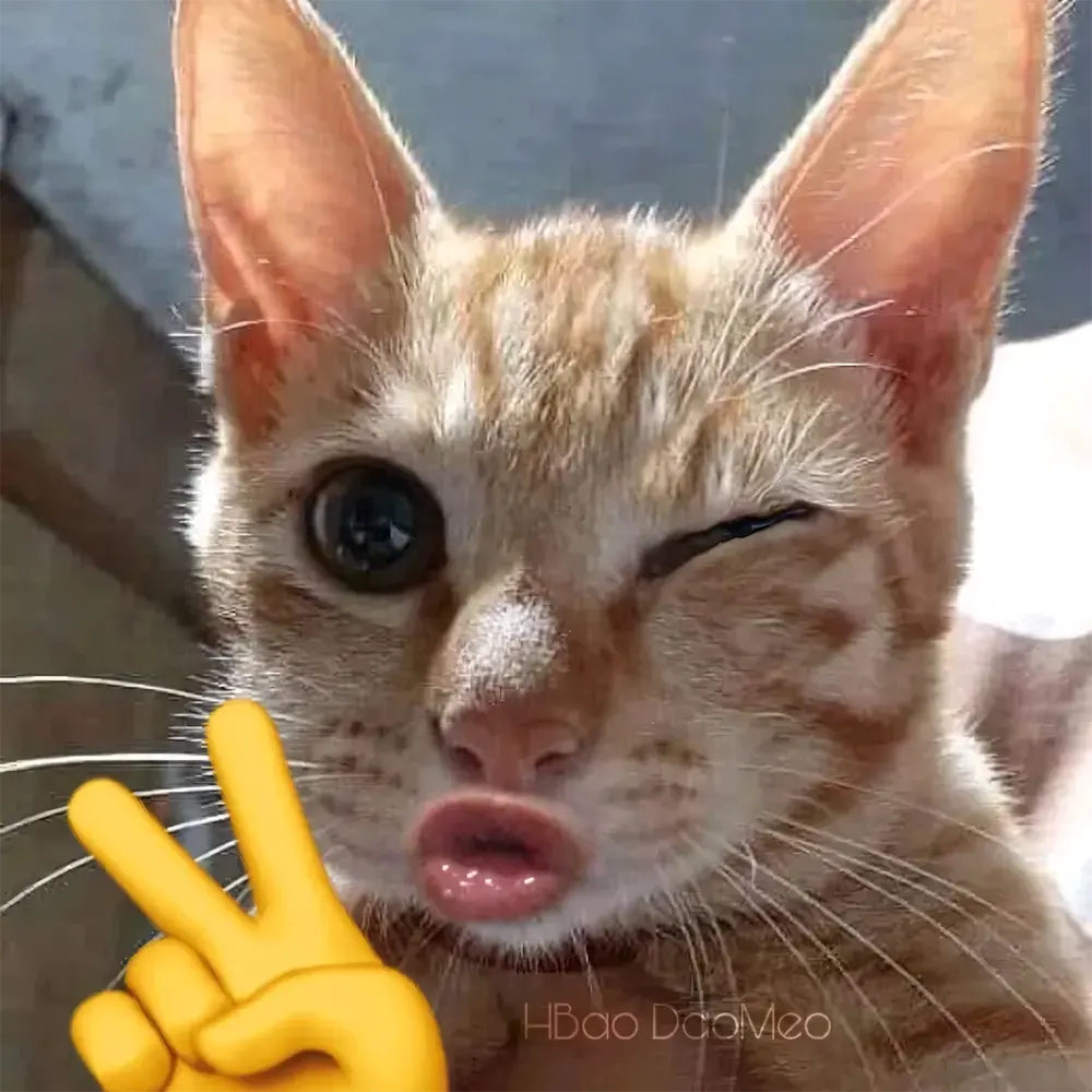 hinh anh meo hai huoc 10