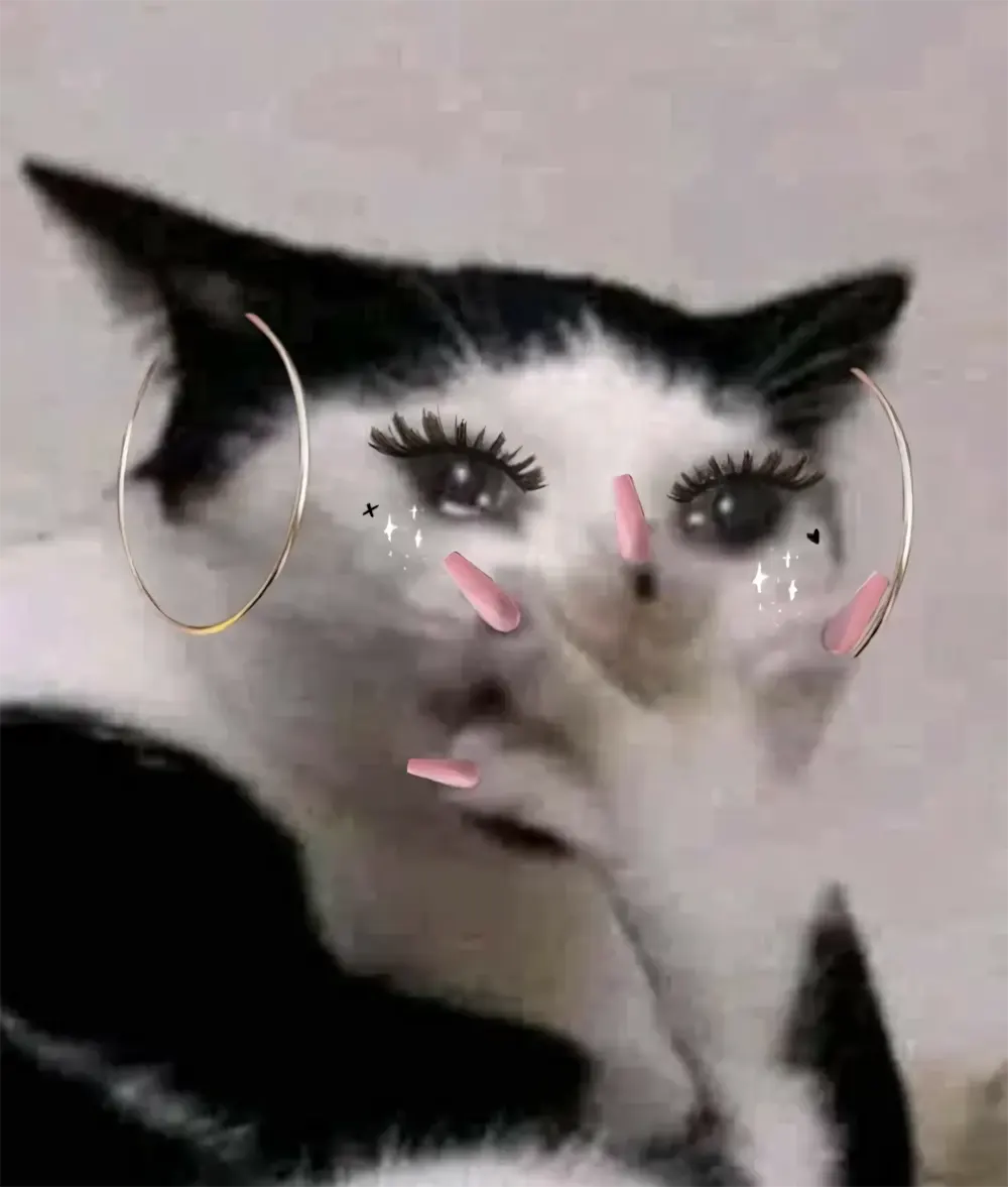 hinh anh meo hai huoc 3