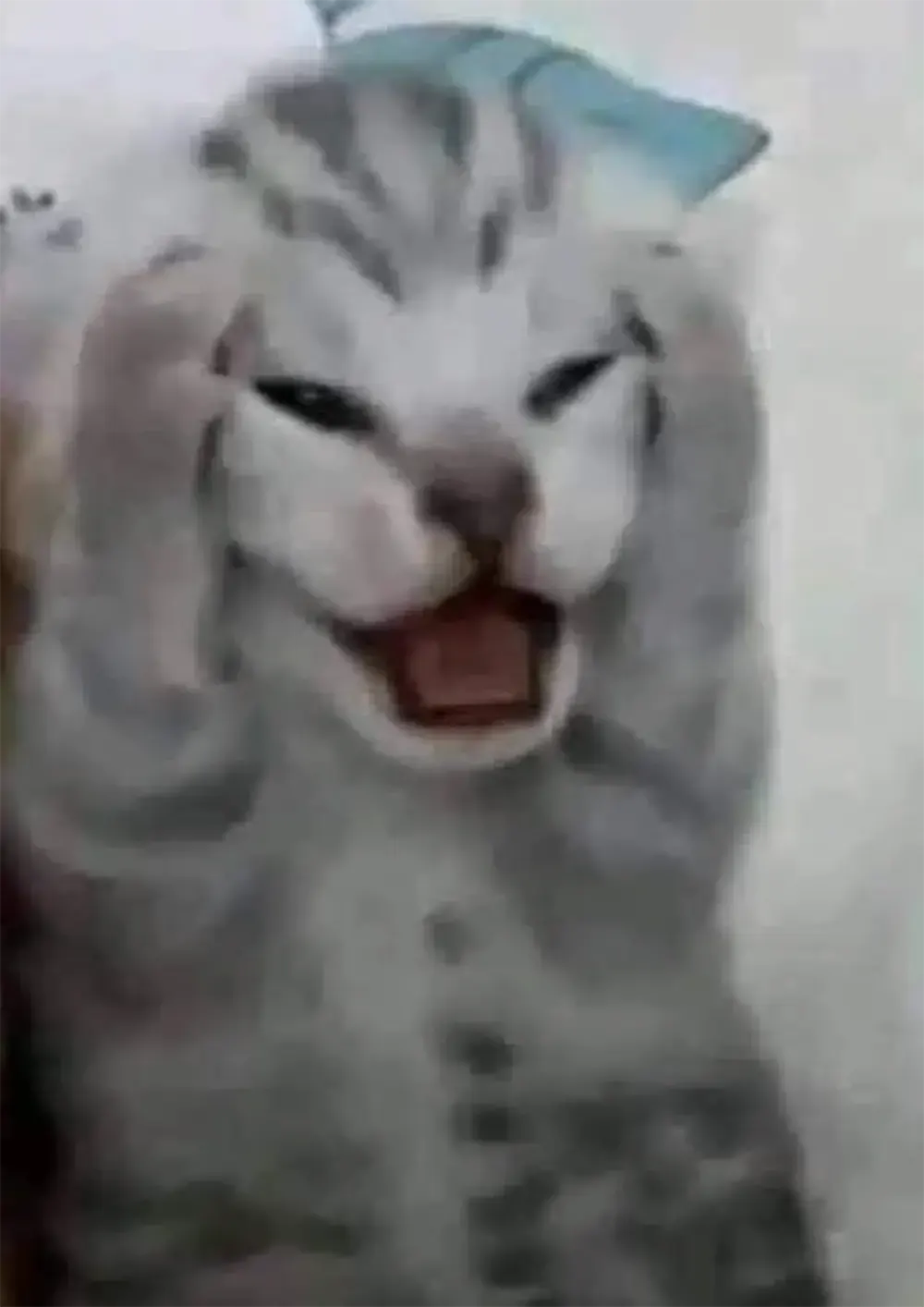hinh anh meo hai huoc 4