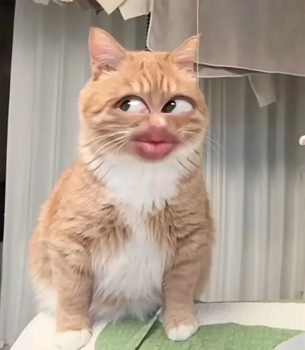 hinh anh meo hai huoc 6