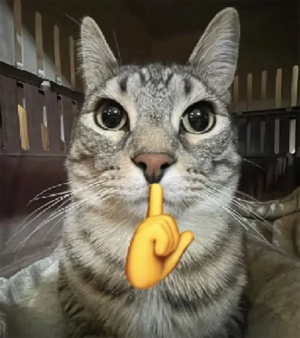 hinh anh meo hai huoc 8