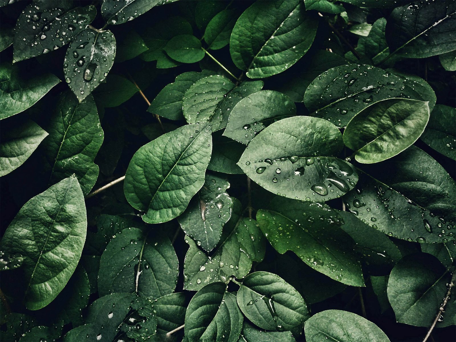 hinh nen desktop 4k 8