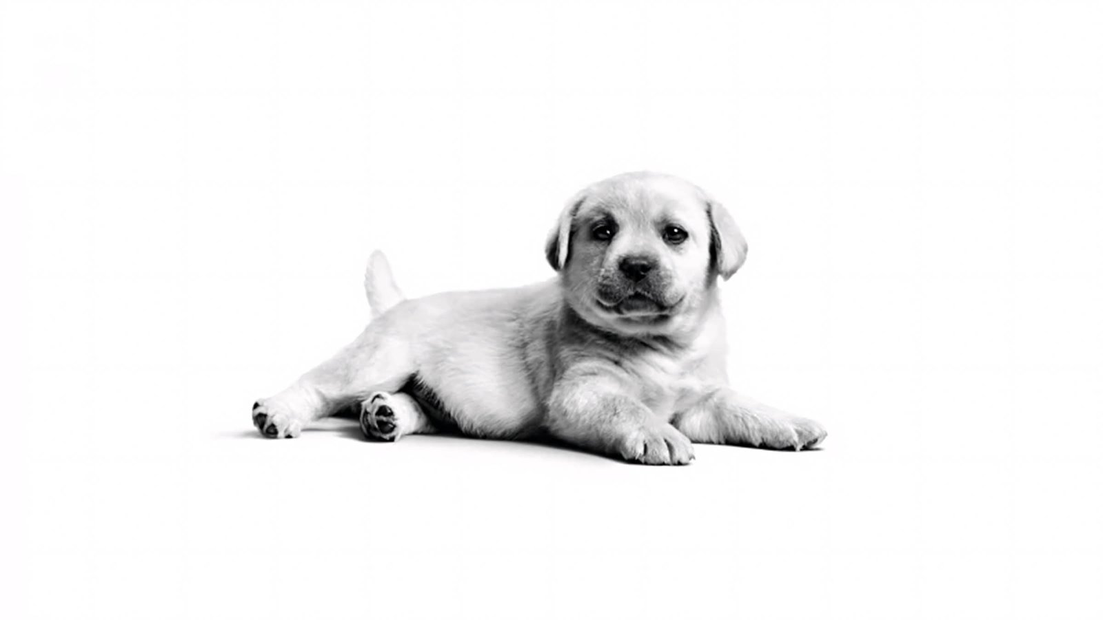 hinh nen may tinh 4k cute 1
