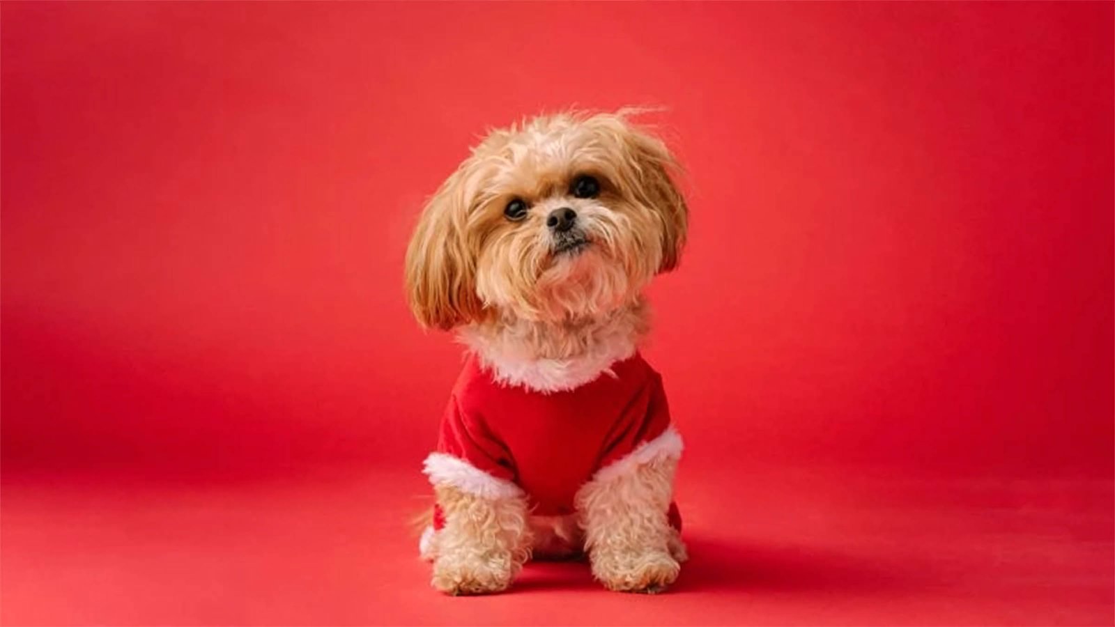 hinh nen may tinh 4k cute 15