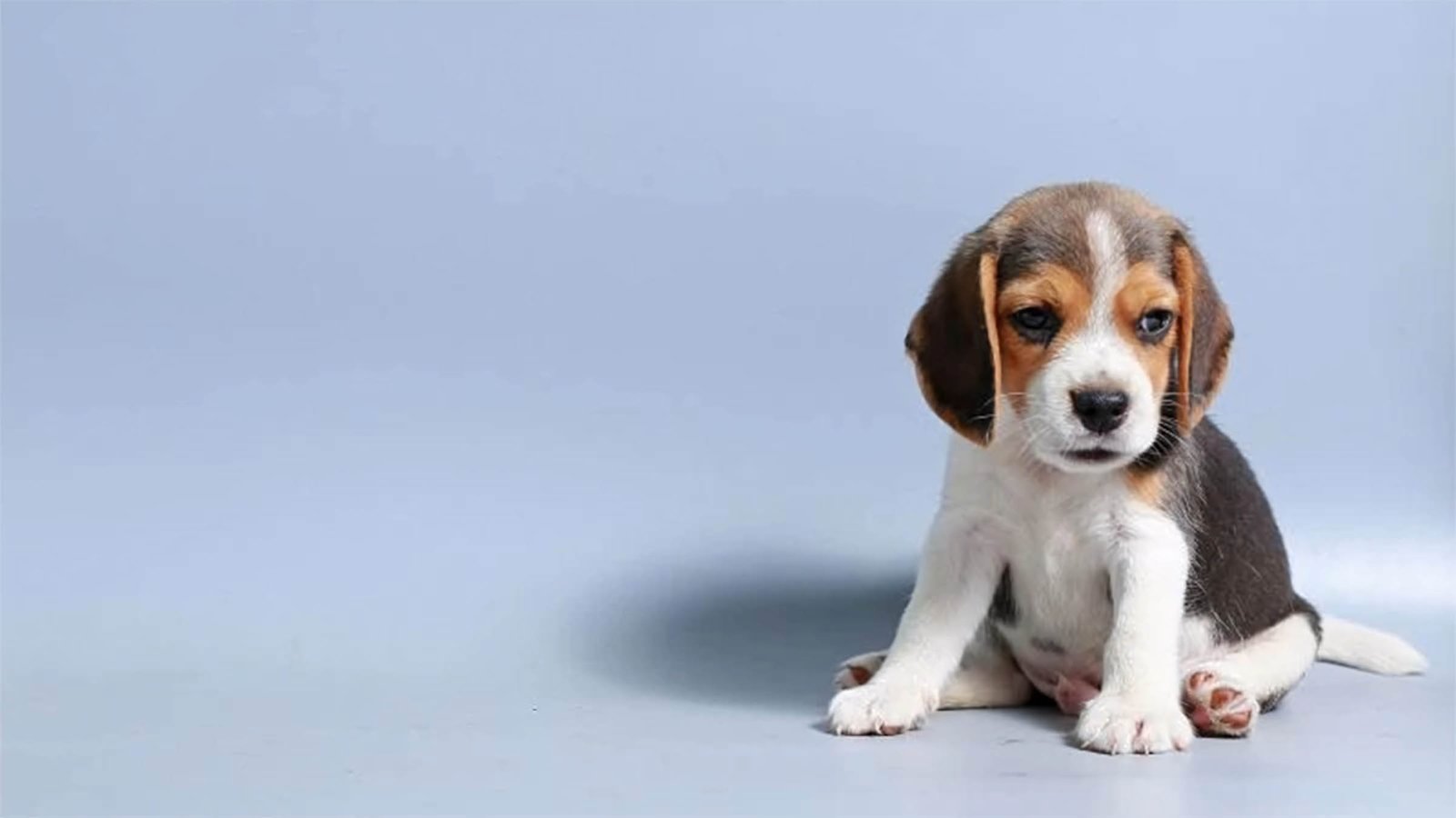 HÌNH NỀN MÁY TÍNH 4K CUTE LÀM MỚI KHÔNG GIAN LÀM VIỆC SỐ 91 hinh nen may tinh 4k cute 20