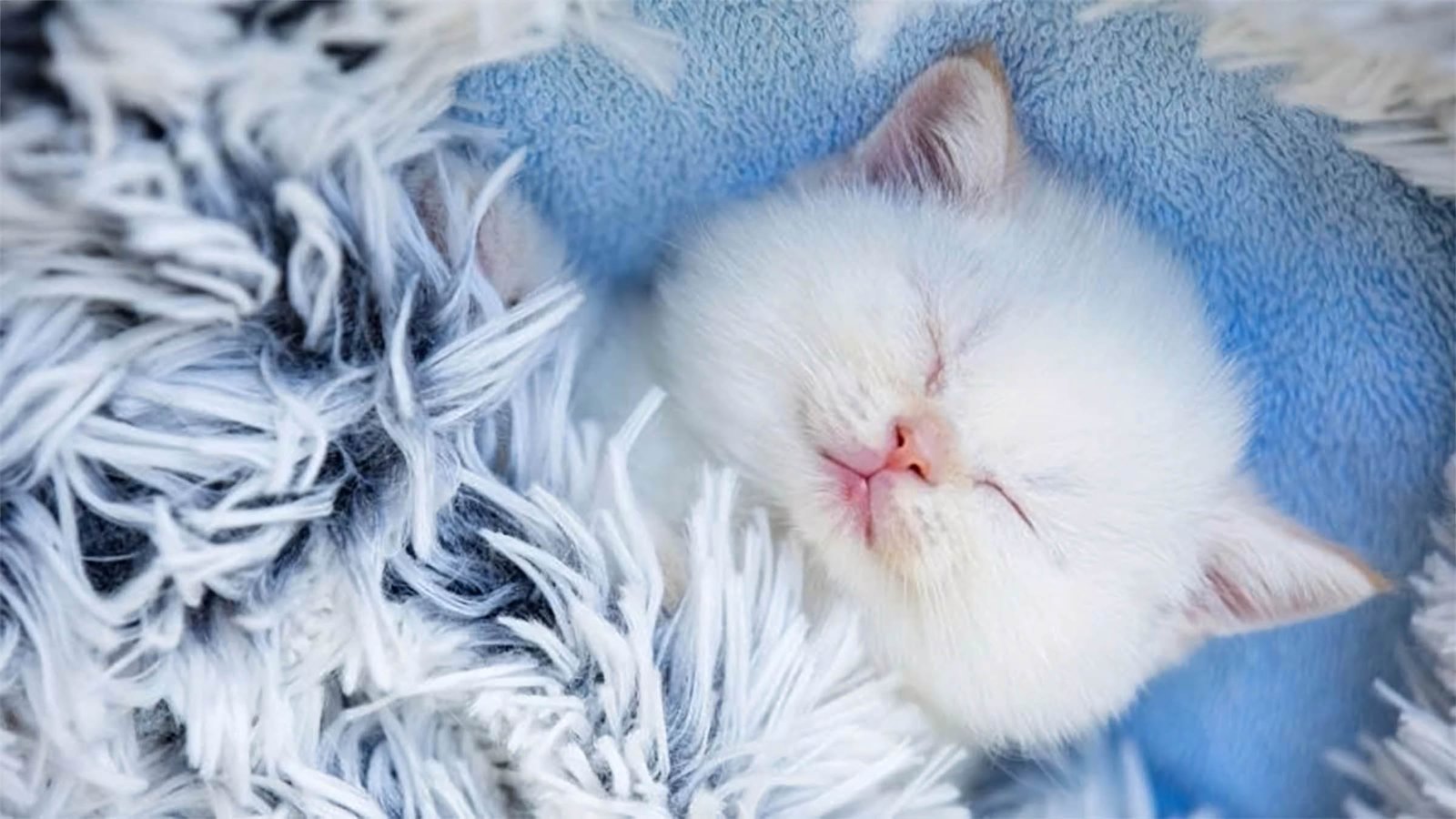 hinh nen may tinh 4k cute 9