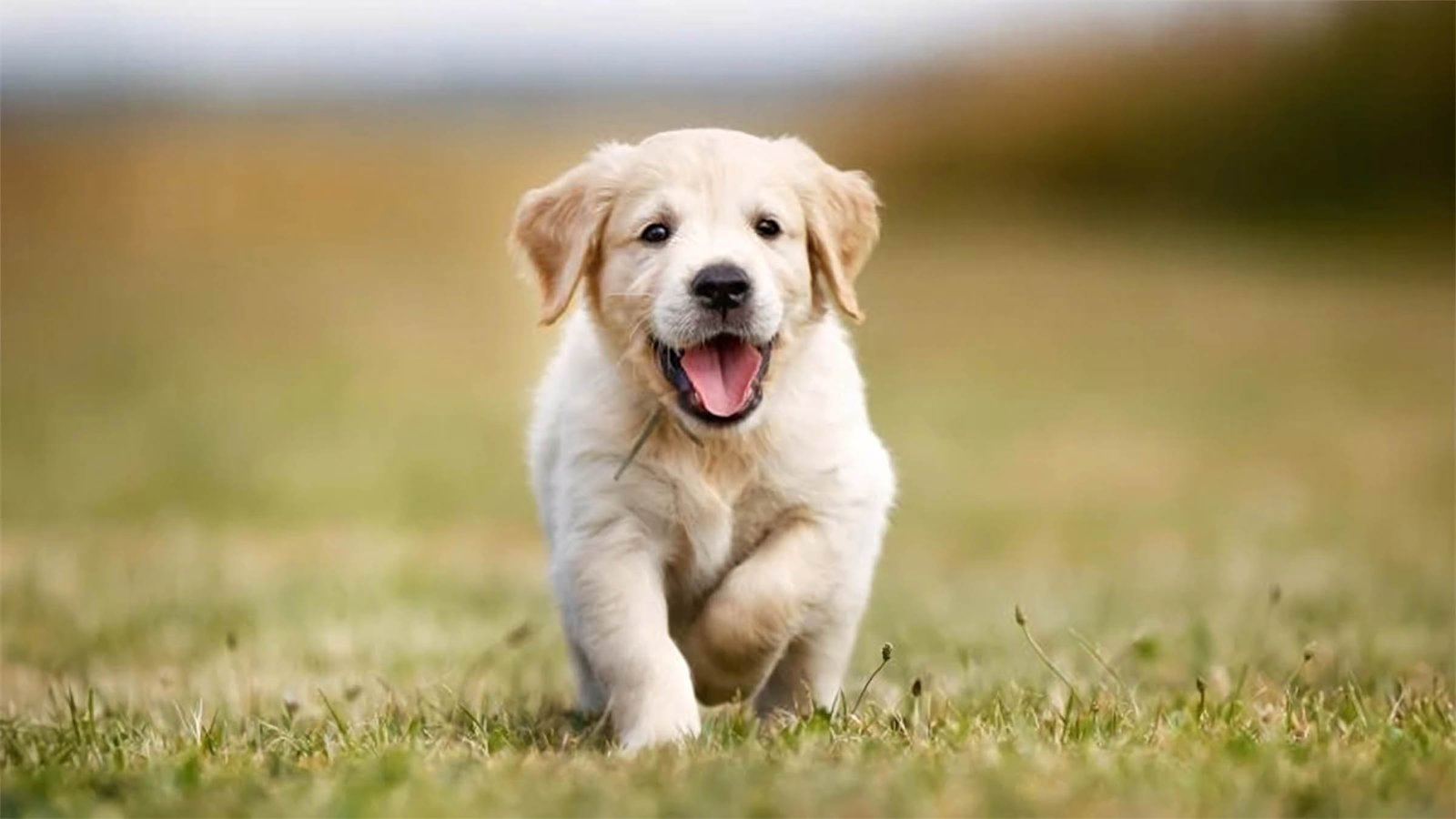 HÌNH NỀN MÁY TÍNH 4K CUTE LÀM MỚI KHÔNG GIAN LÀM VIỆC SỐ 131 hinh nen may tinh 4k cute chibi 20
