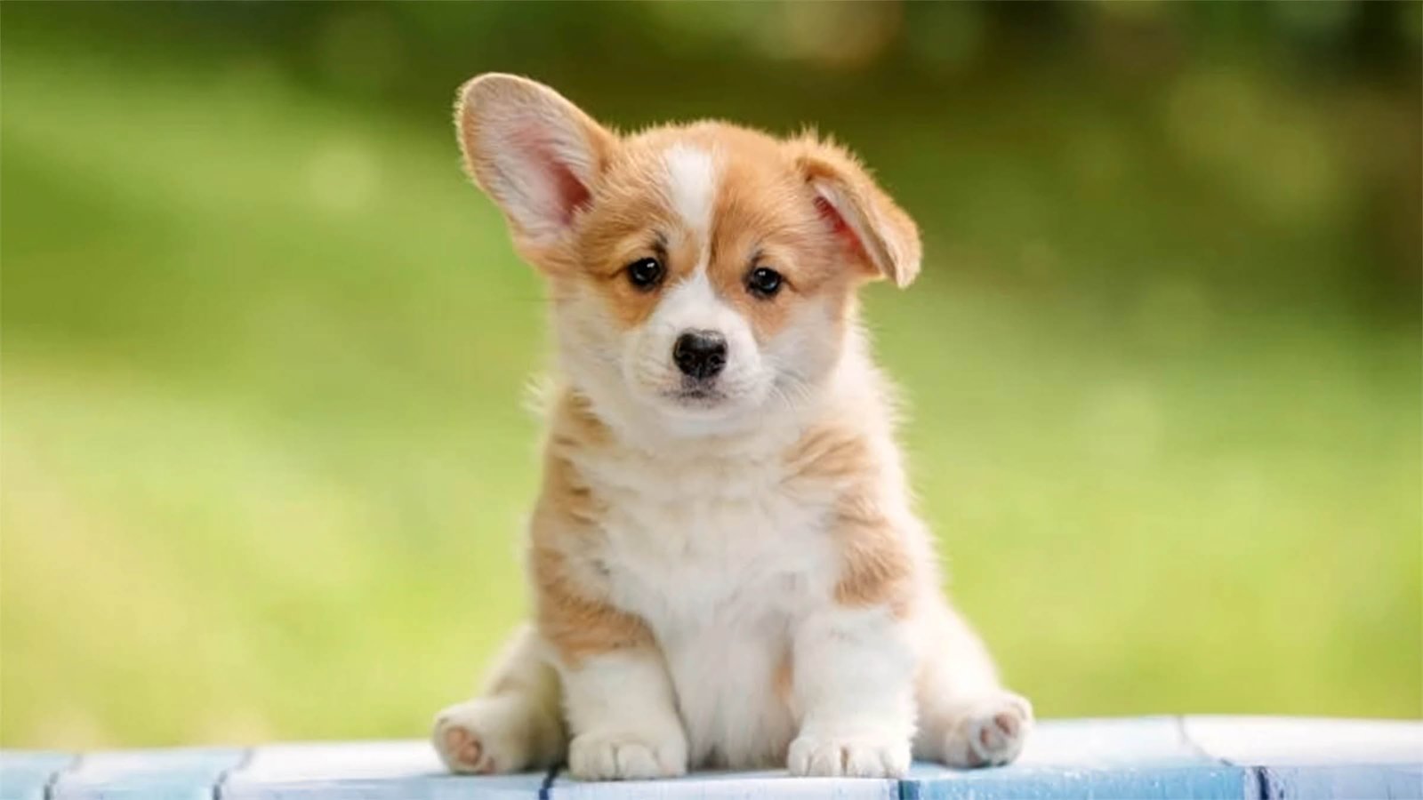 HÌNH NỀN MÁY TÍNH 4K CUTE LÀM MỚI KHÔNG GIAN LÀM VIỆC SỐ 141 hinh nen may tinh 4k cute thu cung 10