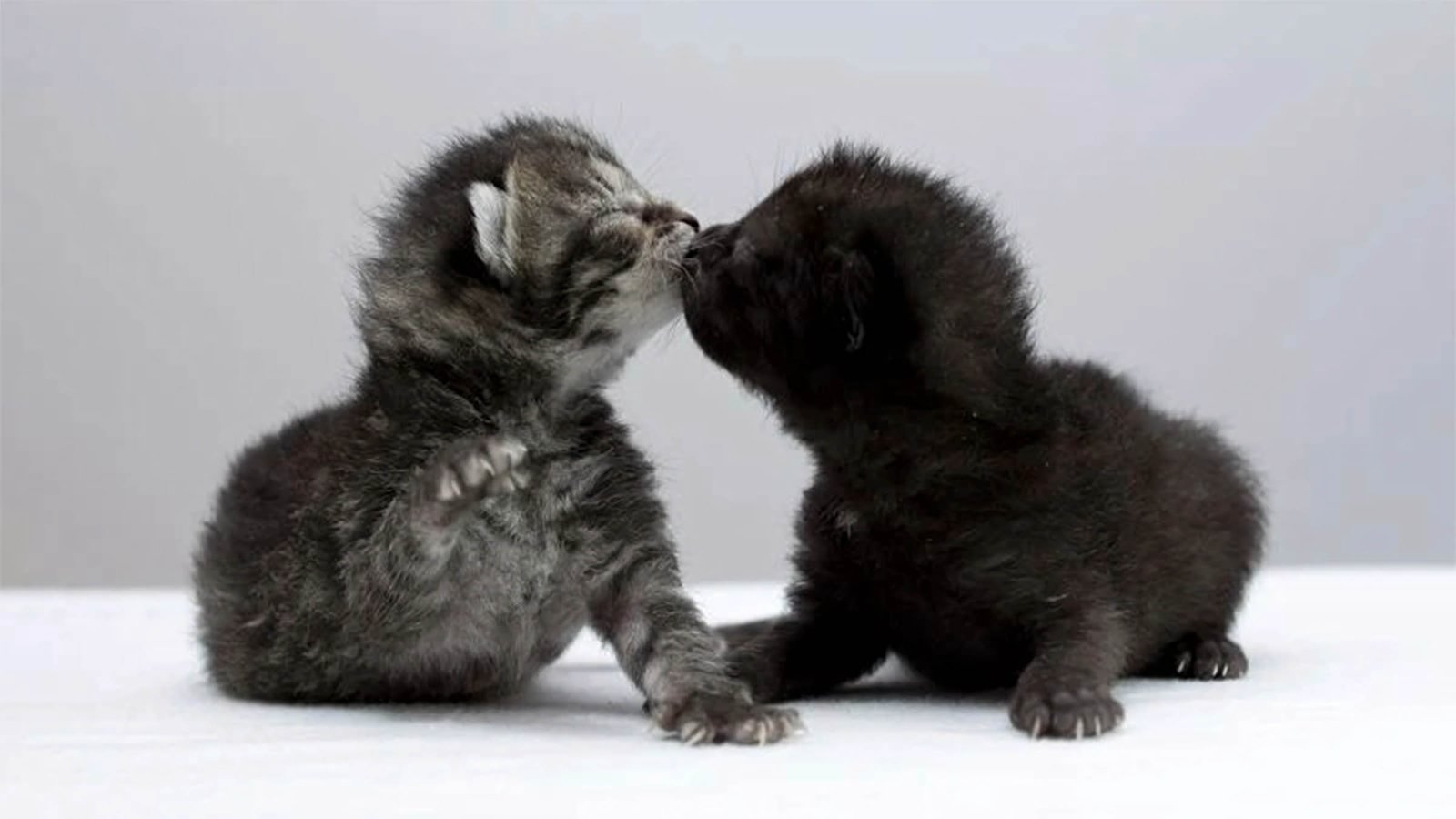 hinh nen may tinh 4k cute thu cung 4