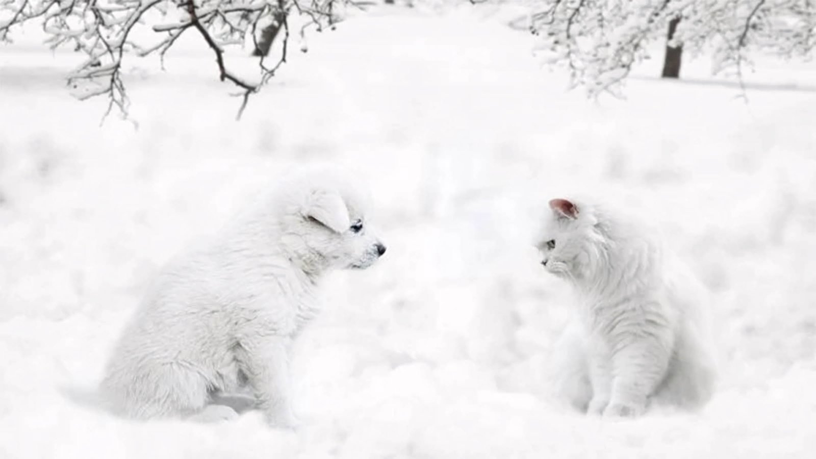 hinh nen may tinh 4k cute thu cung 6