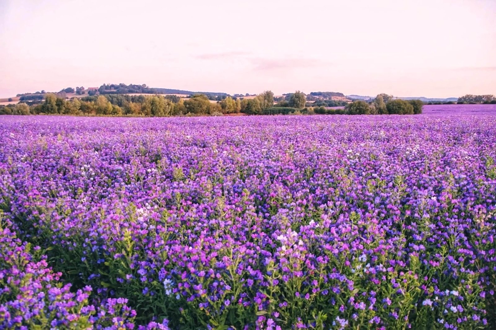 hinh nen may tinh hoa lavender 1