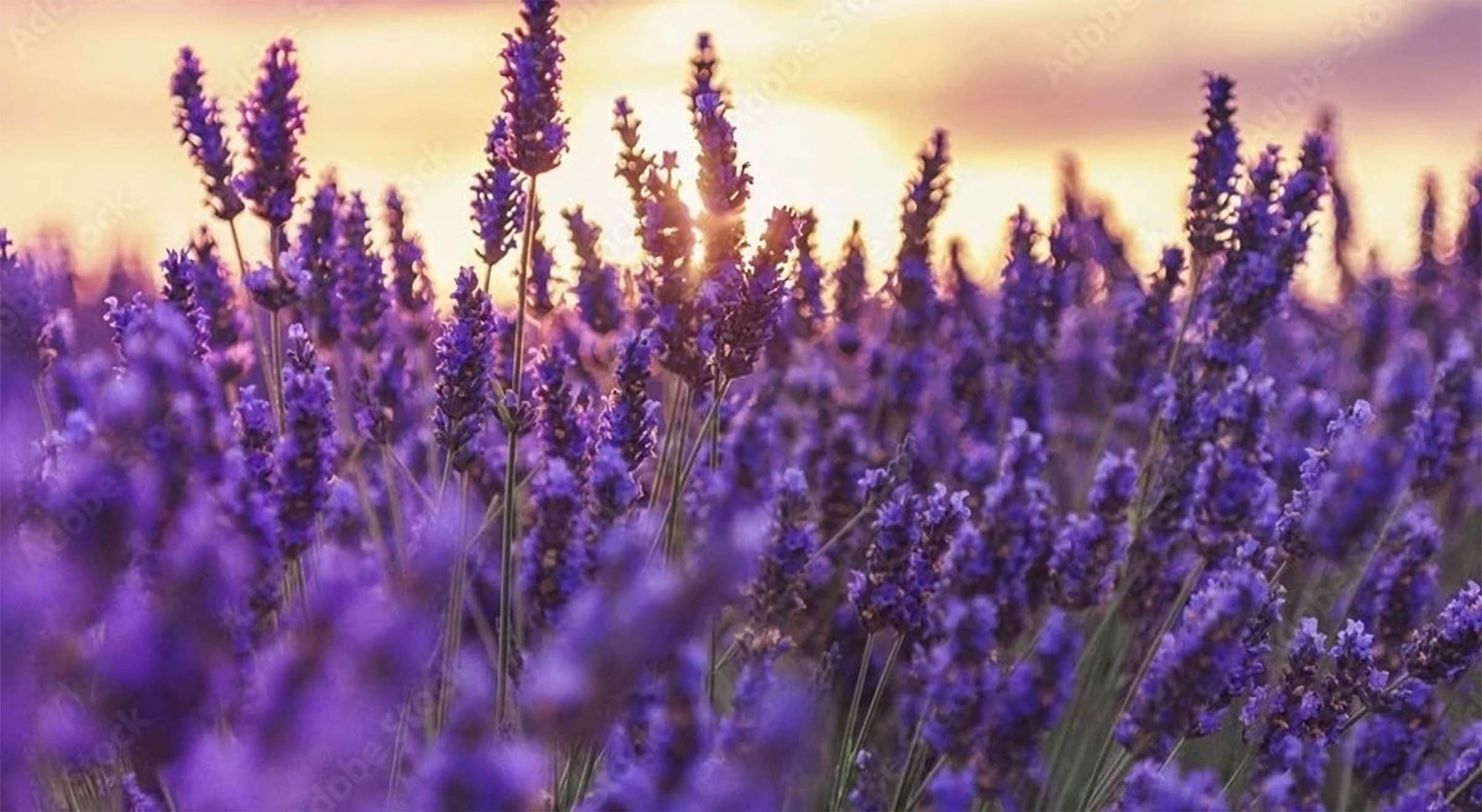 hinh nen may tinh hoa lavender 10